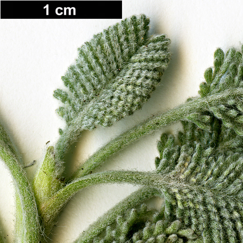 High resolution image: Family: Asteraceae - Genus: Tanacetum - Taxon: haradjanii