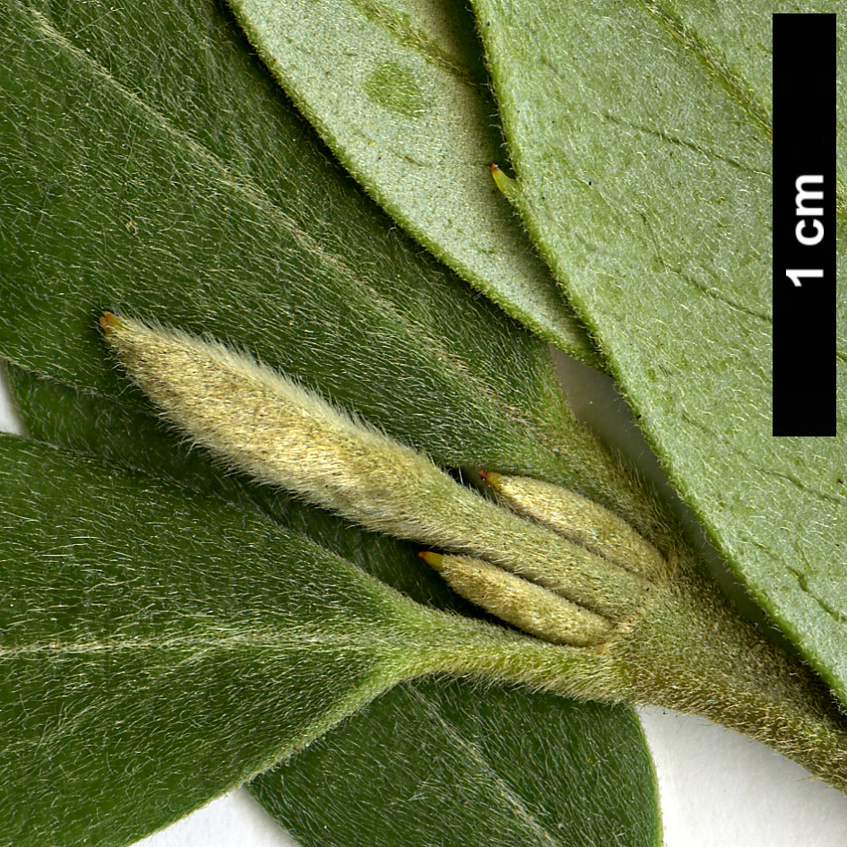 High resolution image: Family: Atherospermataceae - Genus: Atherosperma - Taxon: moschatum