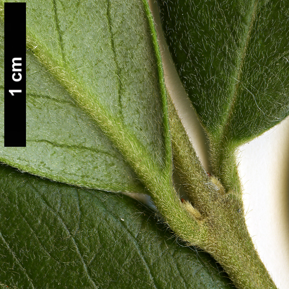 High resolution image: Family: Atherospermataceae - Genus: Atherosperma - Taxon: moschatum