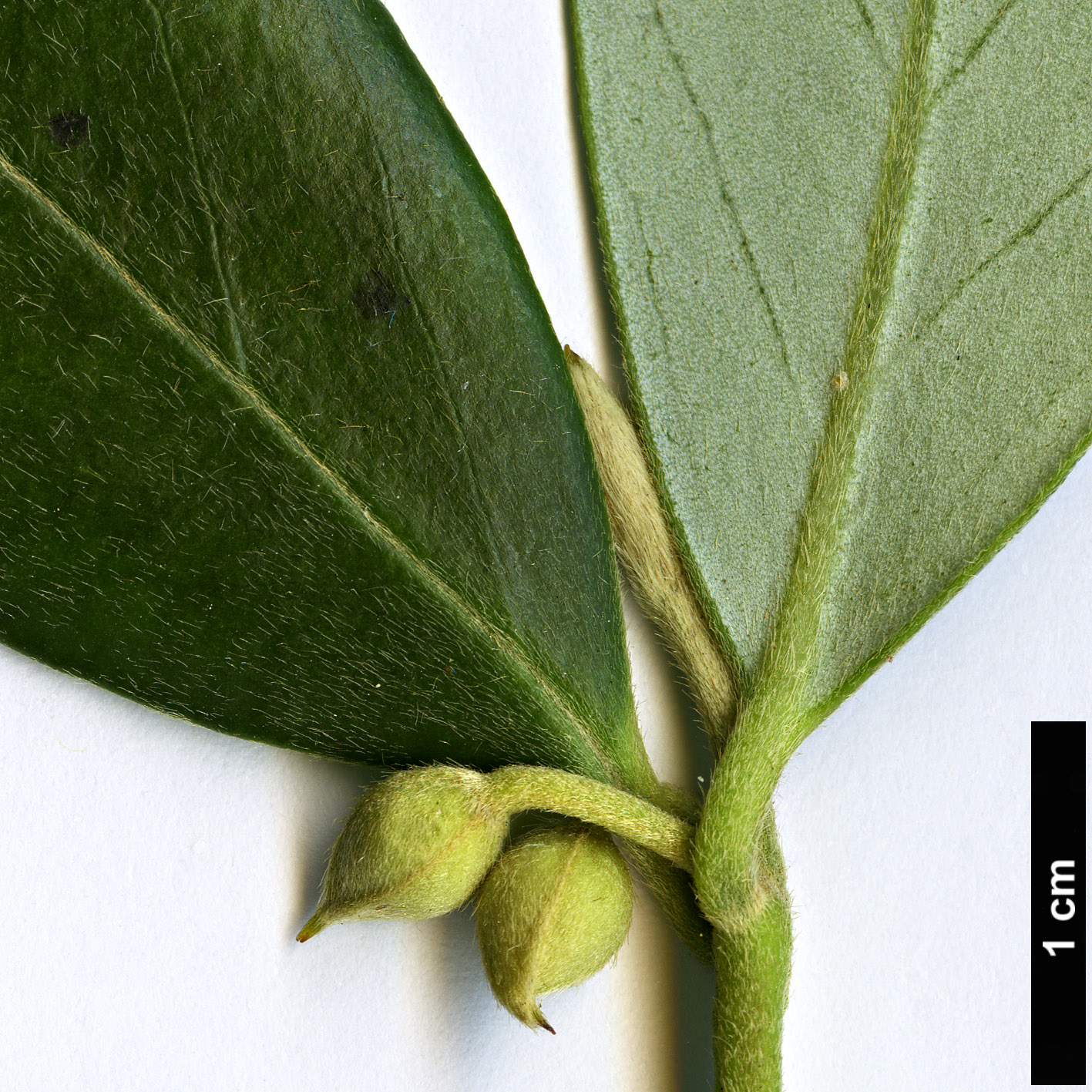 High resolution image: Family: Atherospermataceae - Genus: Atherosperma - Taxon: moschatum - SpeciesSub: subsp.moschatum