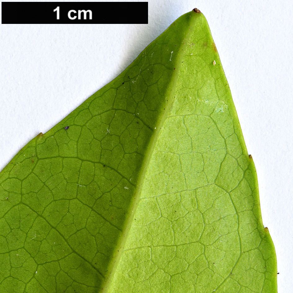 High resolution image: Family: Atherospermataceae - Genus: Doryphora - Taxon: aromatica