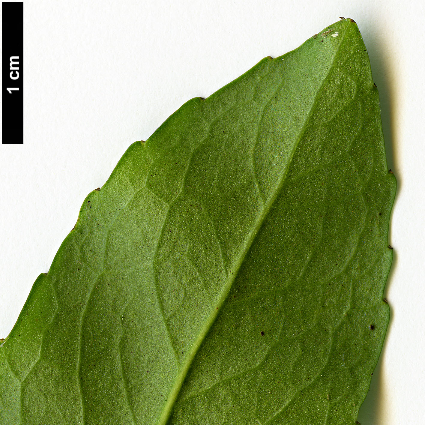 High resolution image: Family: Atherospermataceae - Genus: Laurelia - Taxon: sempervirens