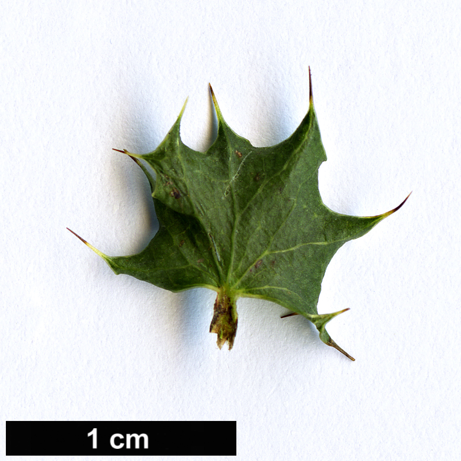 High resolution image: Family: Berberidaceae - Genus: Berberis - Taxon: actinacantha