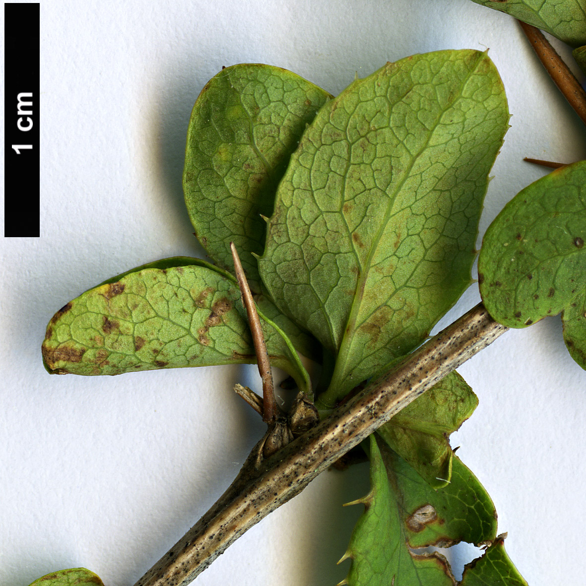 High resolution image: Family: Berberidaceae - Genus: Berberis - Taxon: aetnensis