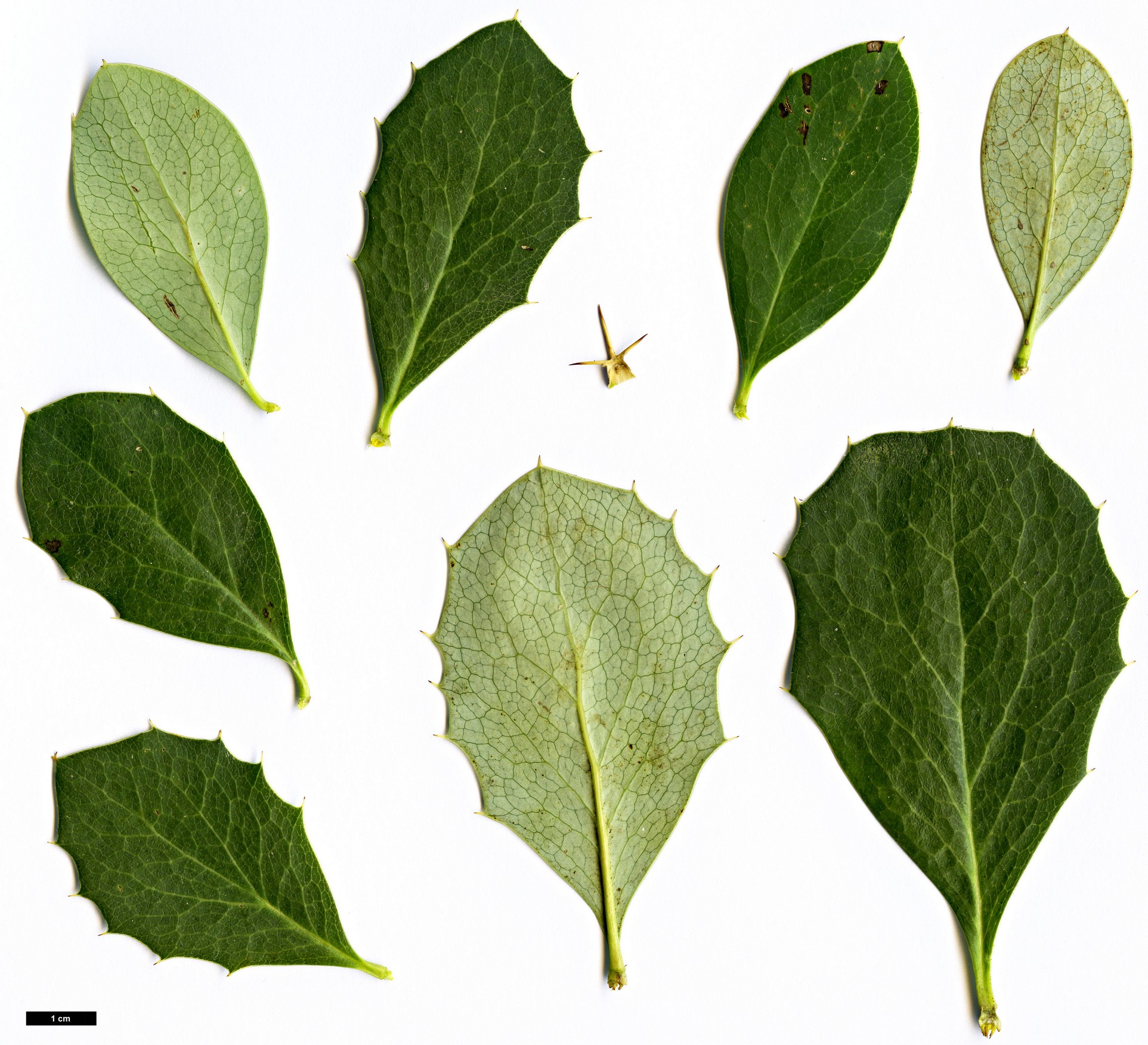 High resolution image: Family: Berberidaceae - Genus: Berberis - Taxon: asiatica