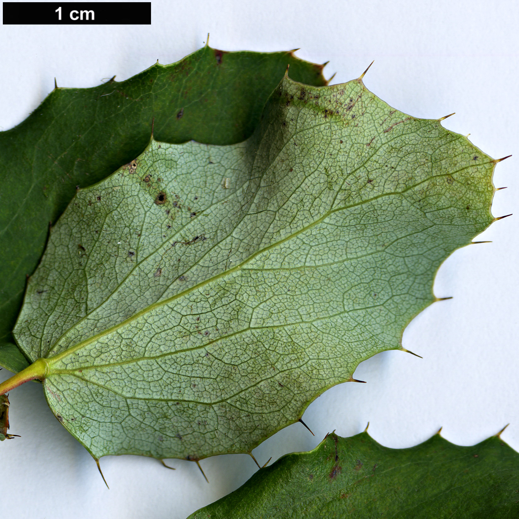 High resolution image: Family: Berberidaceae - Genus: Berberis - Taxon: congestiflora