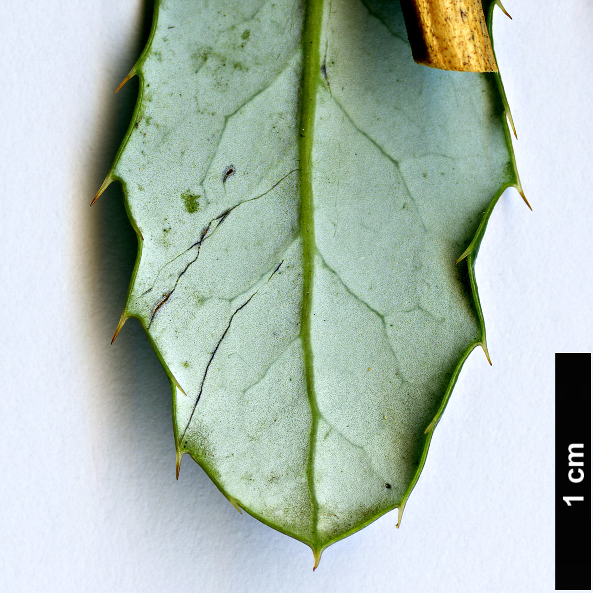 High resolution image: Family: Berberidaceae - Genus: Berberis - Taxon: coxii
