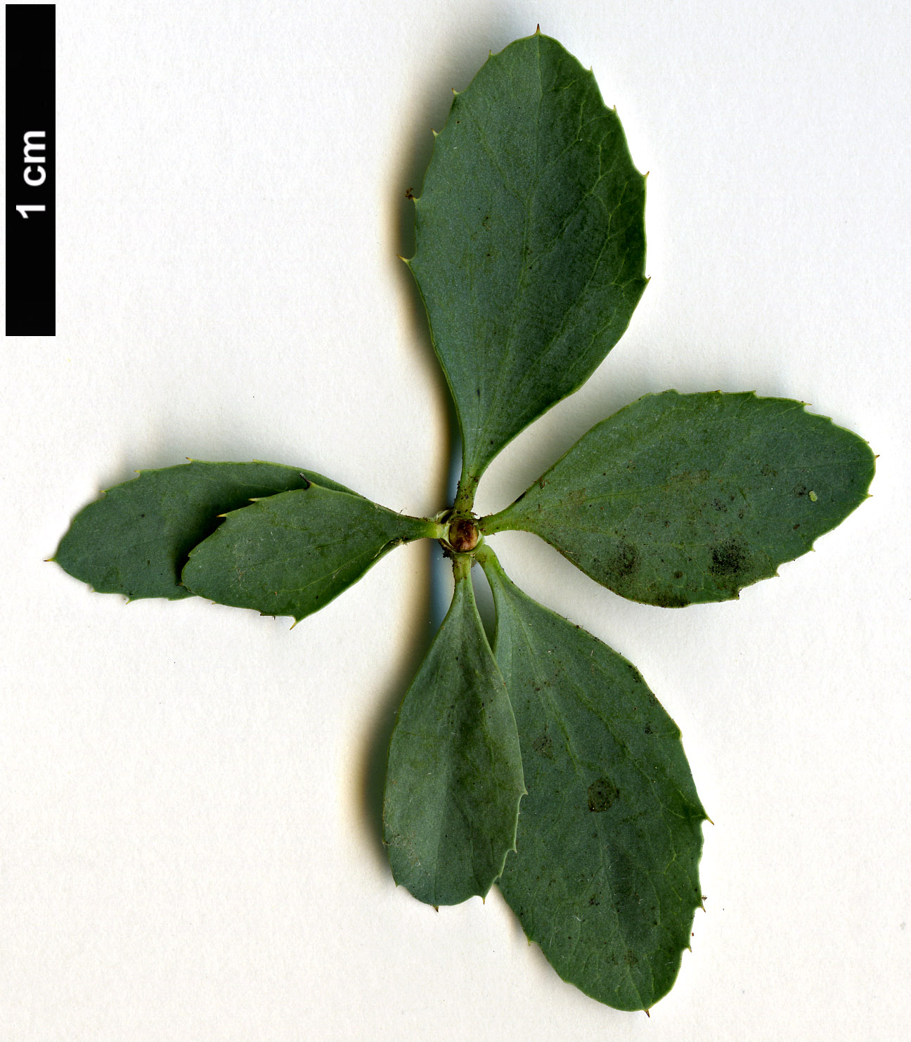 High resolution image: Family: Berberidaceae - Genus: Berberis - Taxon: cretica
