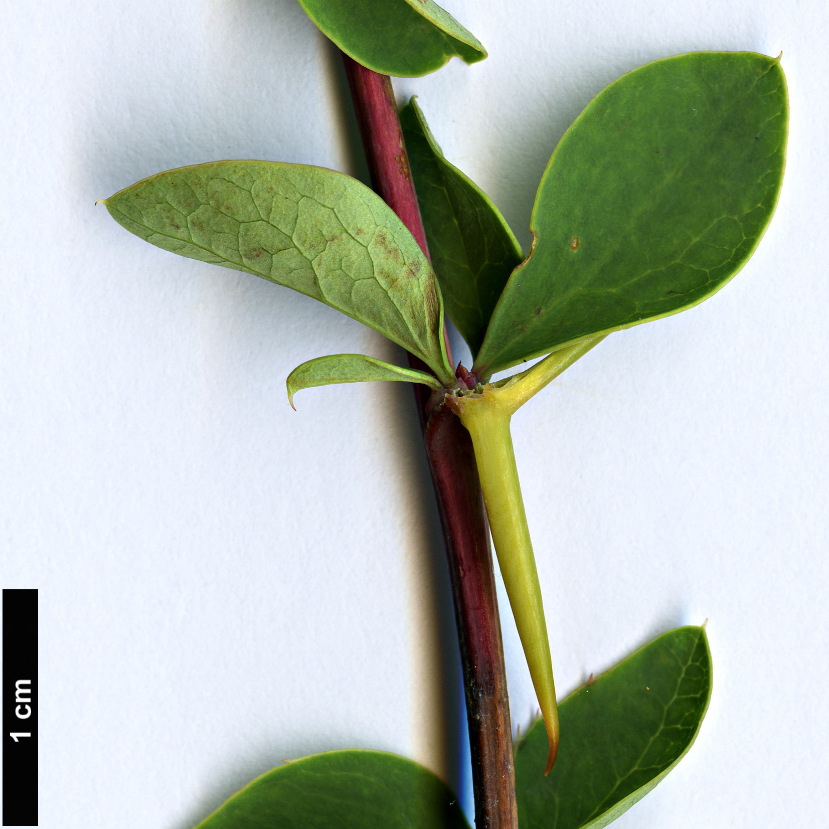 High resolution image: Family: Berberidaceae - Genus: Berberis - Taxon: cretica