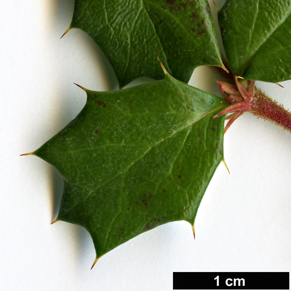 High resolution image: Family: Berberidaceae - Genus: Berberis - Taxon: darwinii
