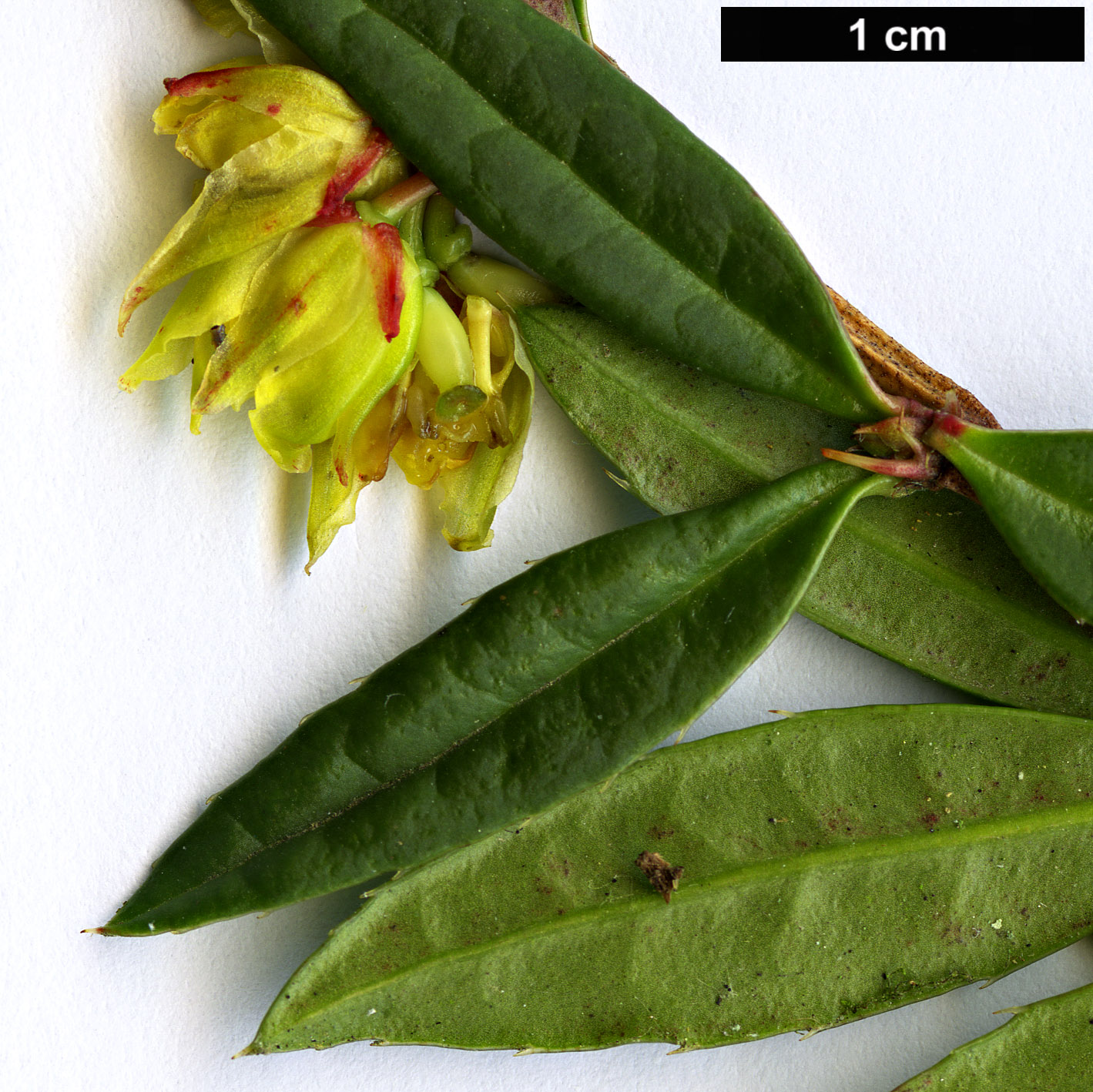 High resolution image: Family: Berberidaceae - Genus: Berberis - Taxon: grodtmanniana