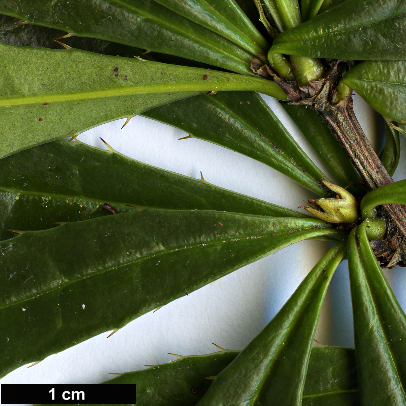 High resolution image: Family: Berberidaceae - Genus: Berberis - Taxon: guizhouensis
