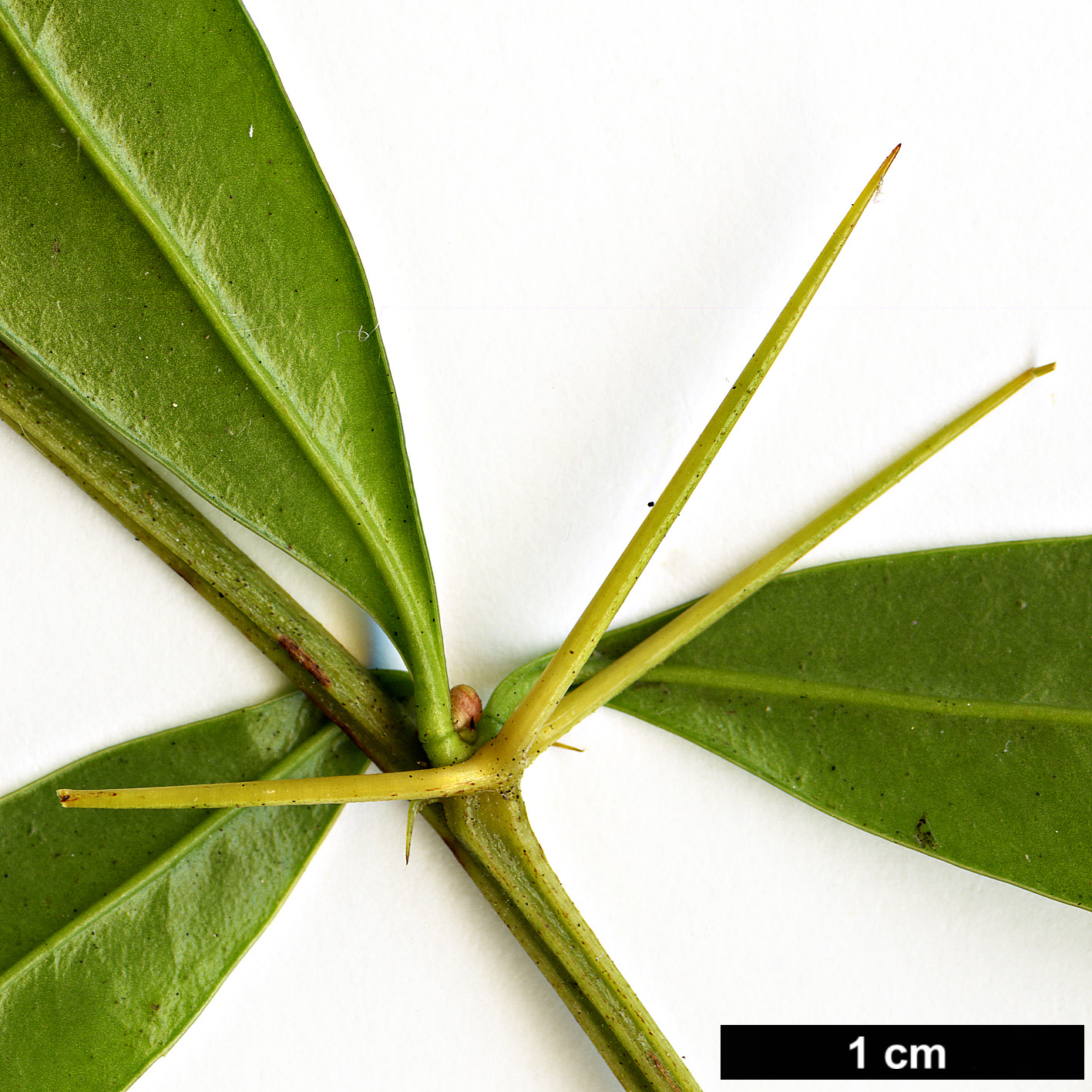 High resolution image: Family: Berberidaceae - Genus: Berberis - Taxon: hayatana