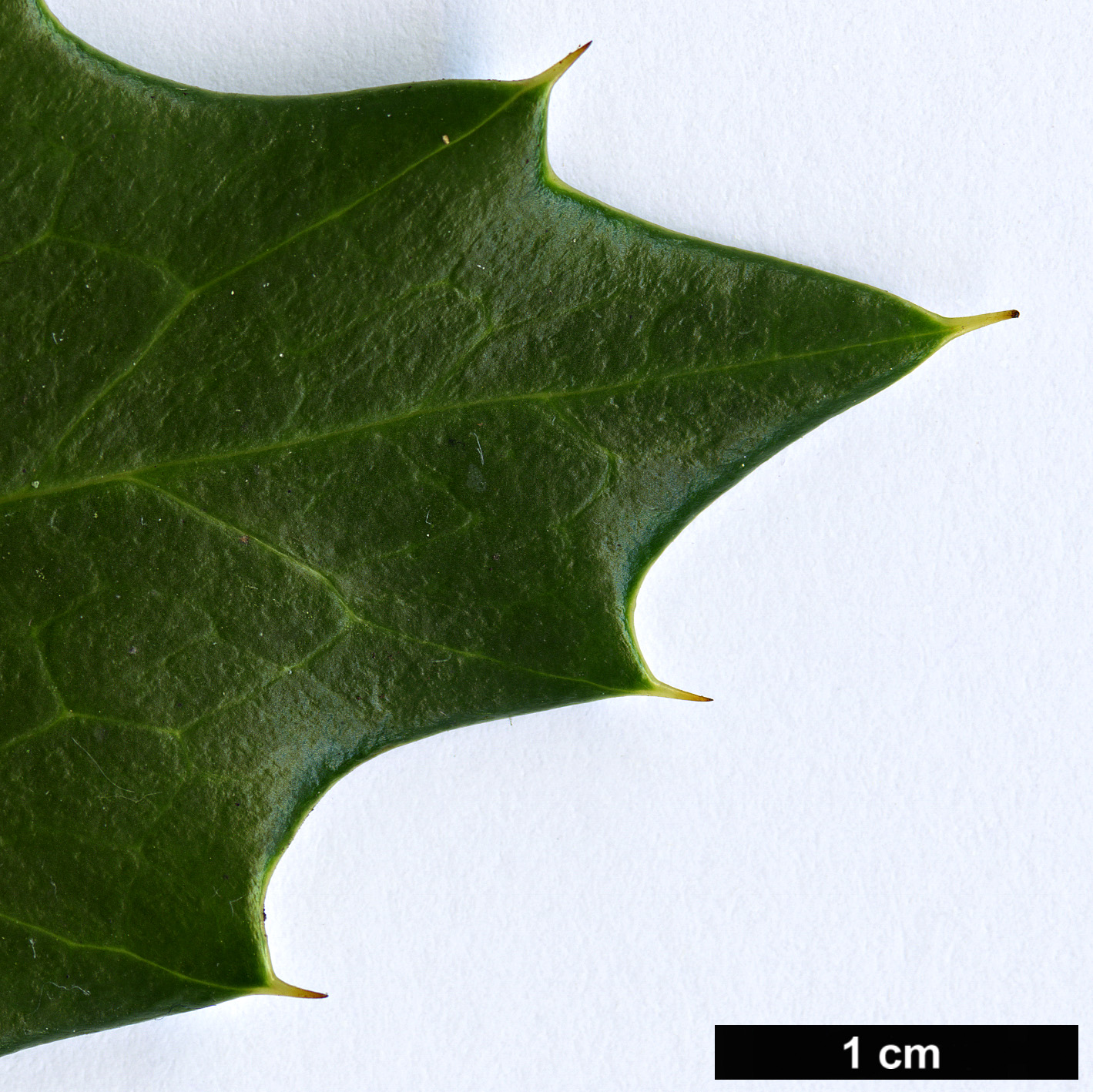 High resolution image: Family: Berberidaceae - Genus: Berberis - Taxon: hypokerina