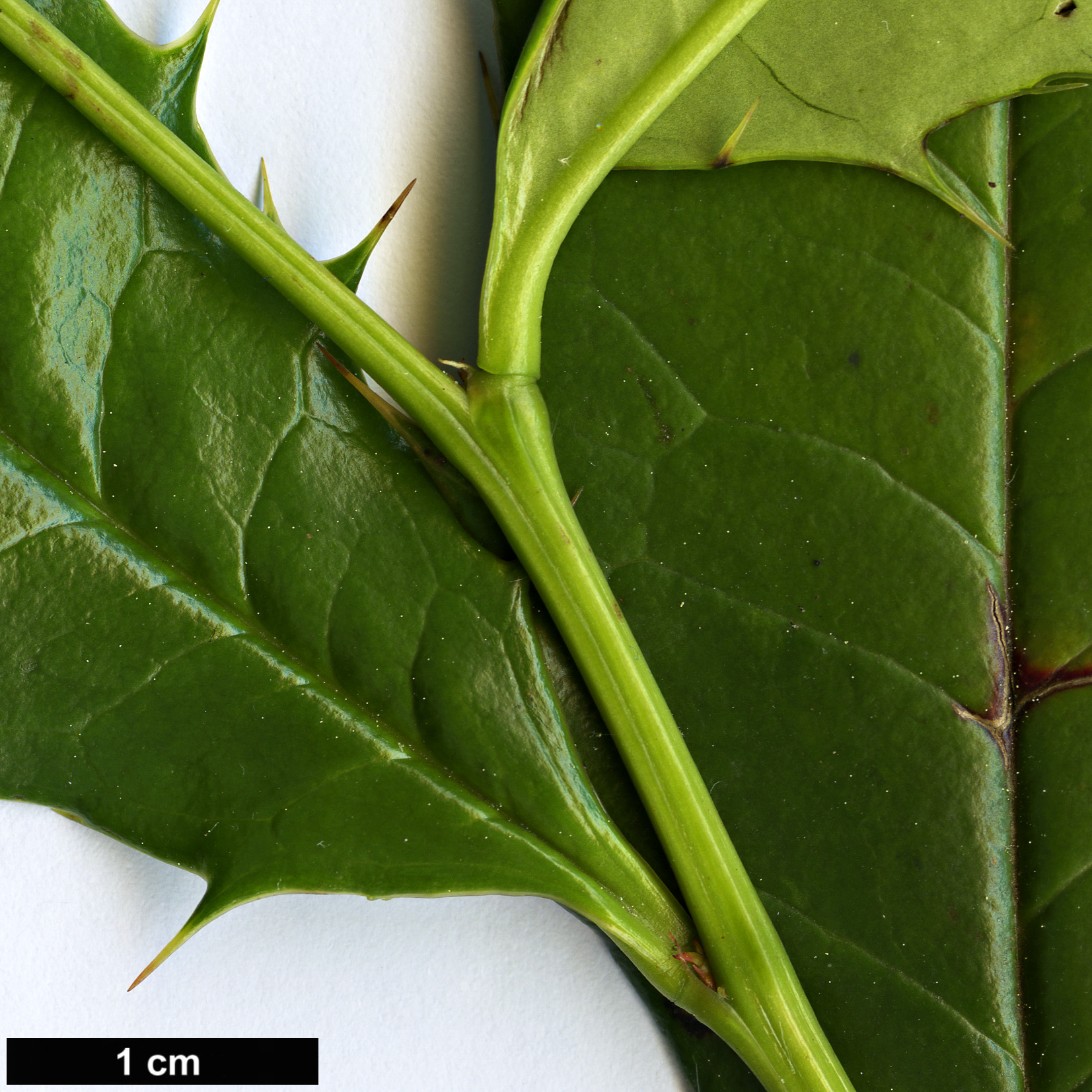 High resolution image: Family: Berberidaceae - Genus: Berberis - Taxon: insignis
