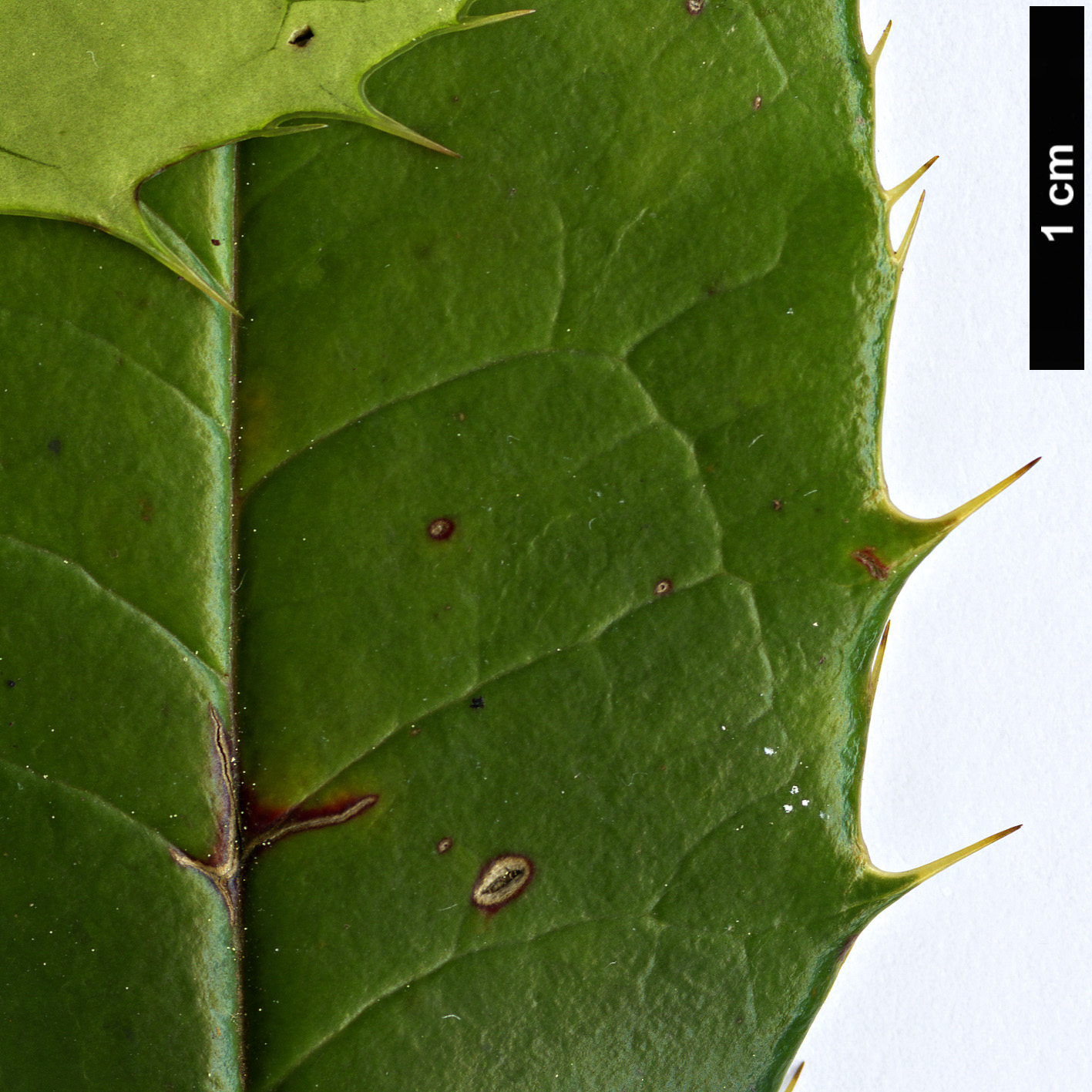 High resolution image: Family: Berberidaceae - Genus: Berberis - Taxon: insignis