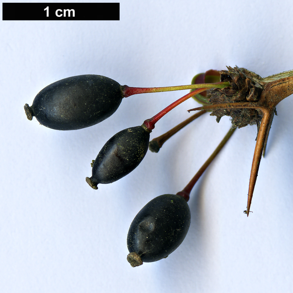 High resolution image: Family: Berberidaceae - Genus: Berberis - Taxon: julianae