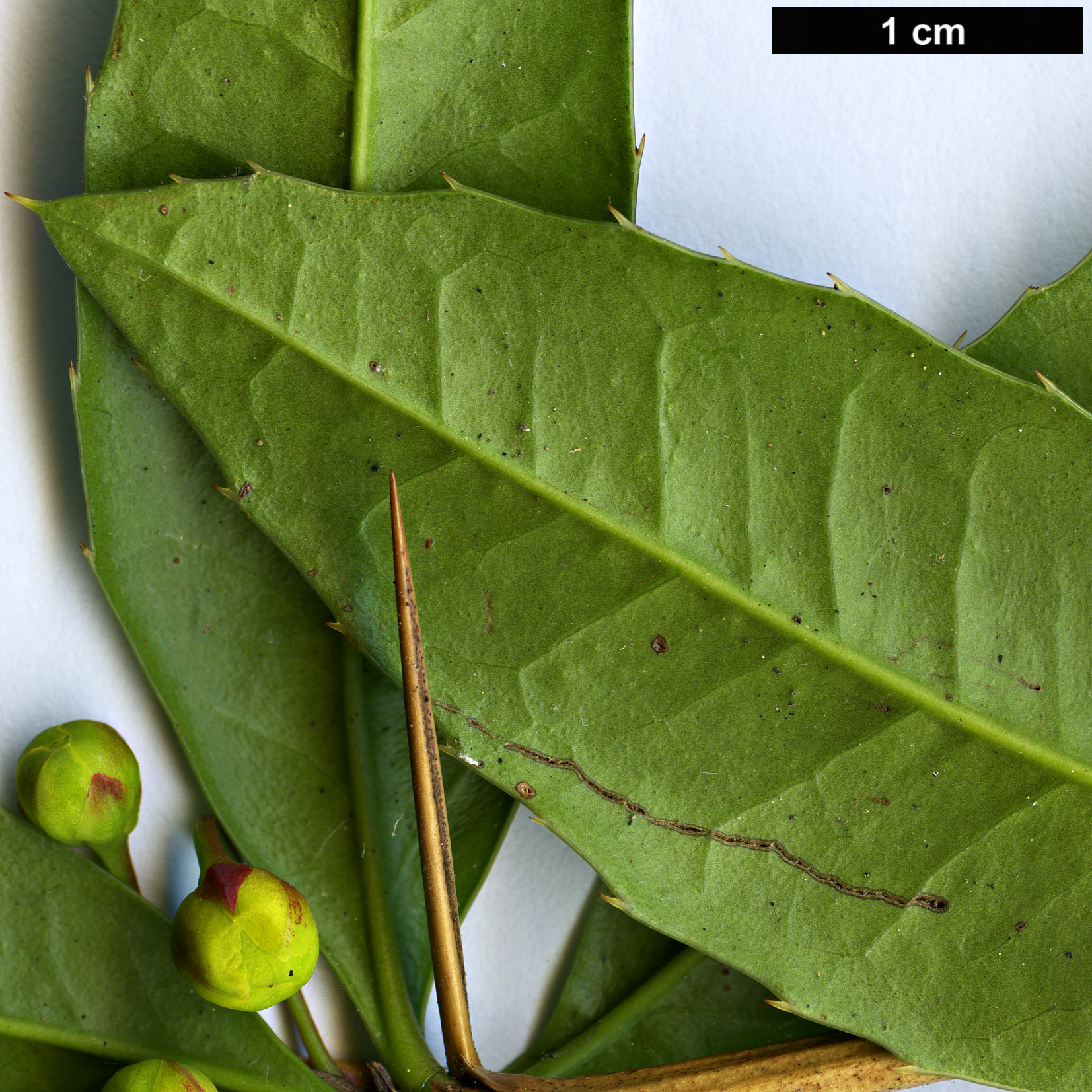 High resolution image: Family: Berberidaceae - Genus: Berberis - Taxon: manipurana