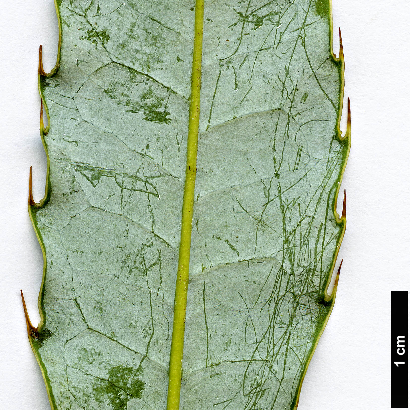 High resolution image: Family: Berberidaceae - Genus: Berberis - Taxon: subacuminata