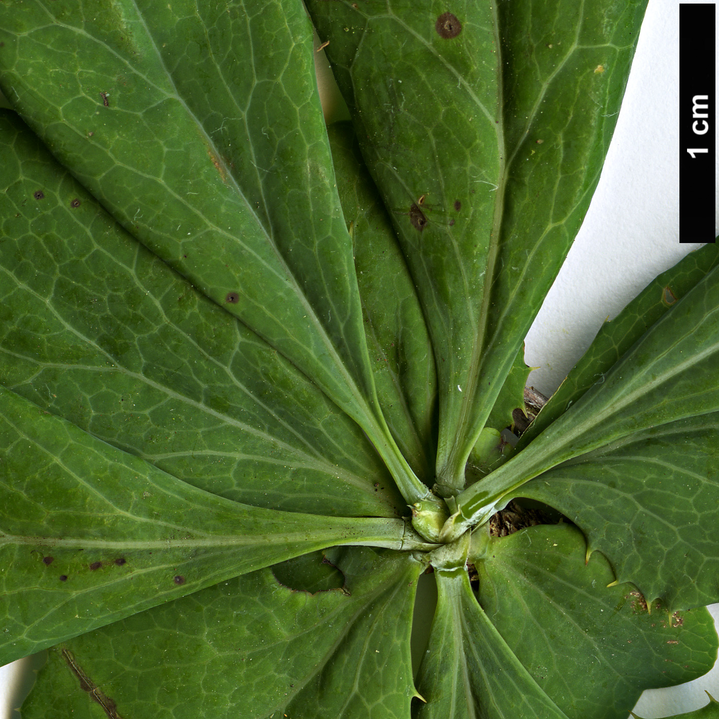 High resolution image: Family: Berberidaceae - Genus: Berberis - Taxon: temolaica