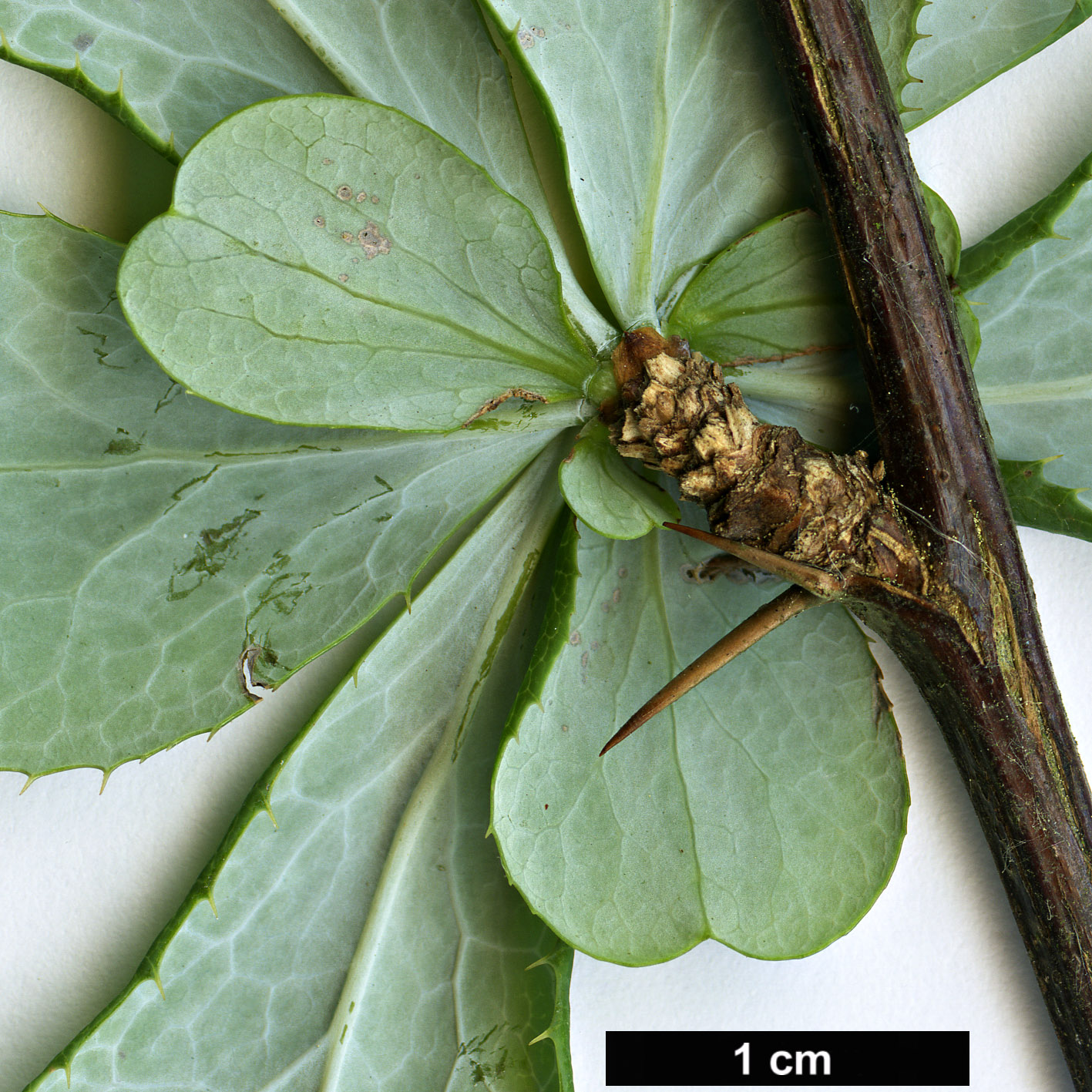 High resolution image: Family: Berberidaceae - Genus: Berberis - Taxon: temolaica