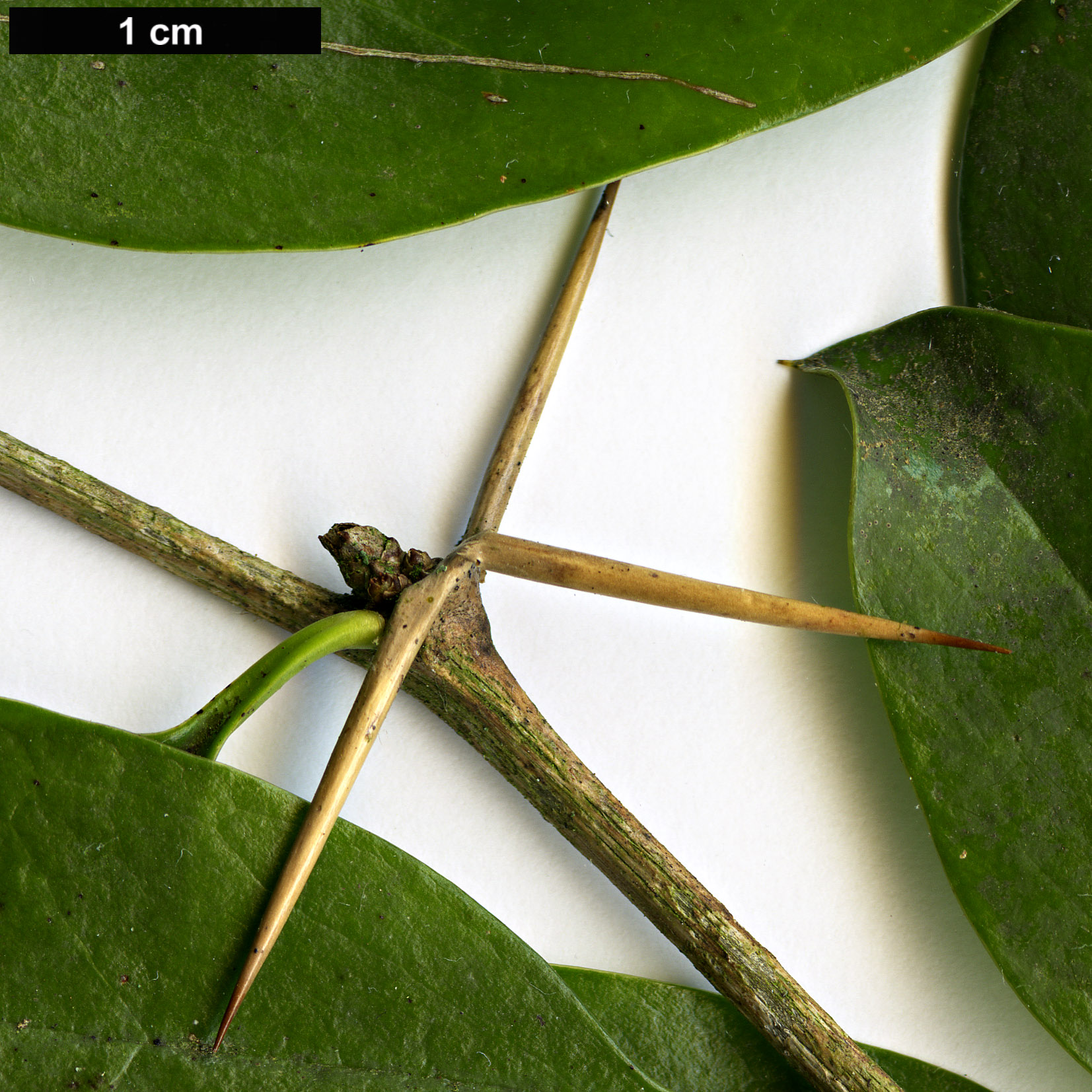 High resolution image: Family: Berberidaceae - Genus: Berberis - Taxon: valdiviana
