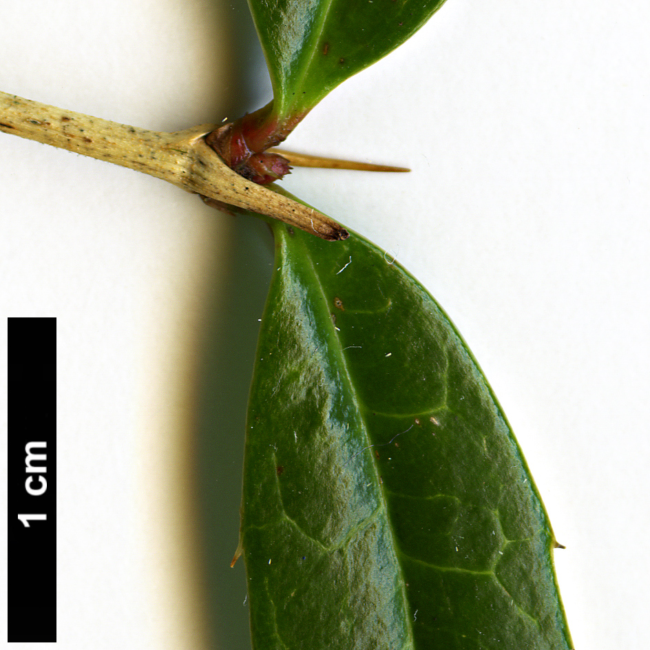 High resolution image: Family: Berberidaceae - Genus: Berberis - Taxon: wallichiana