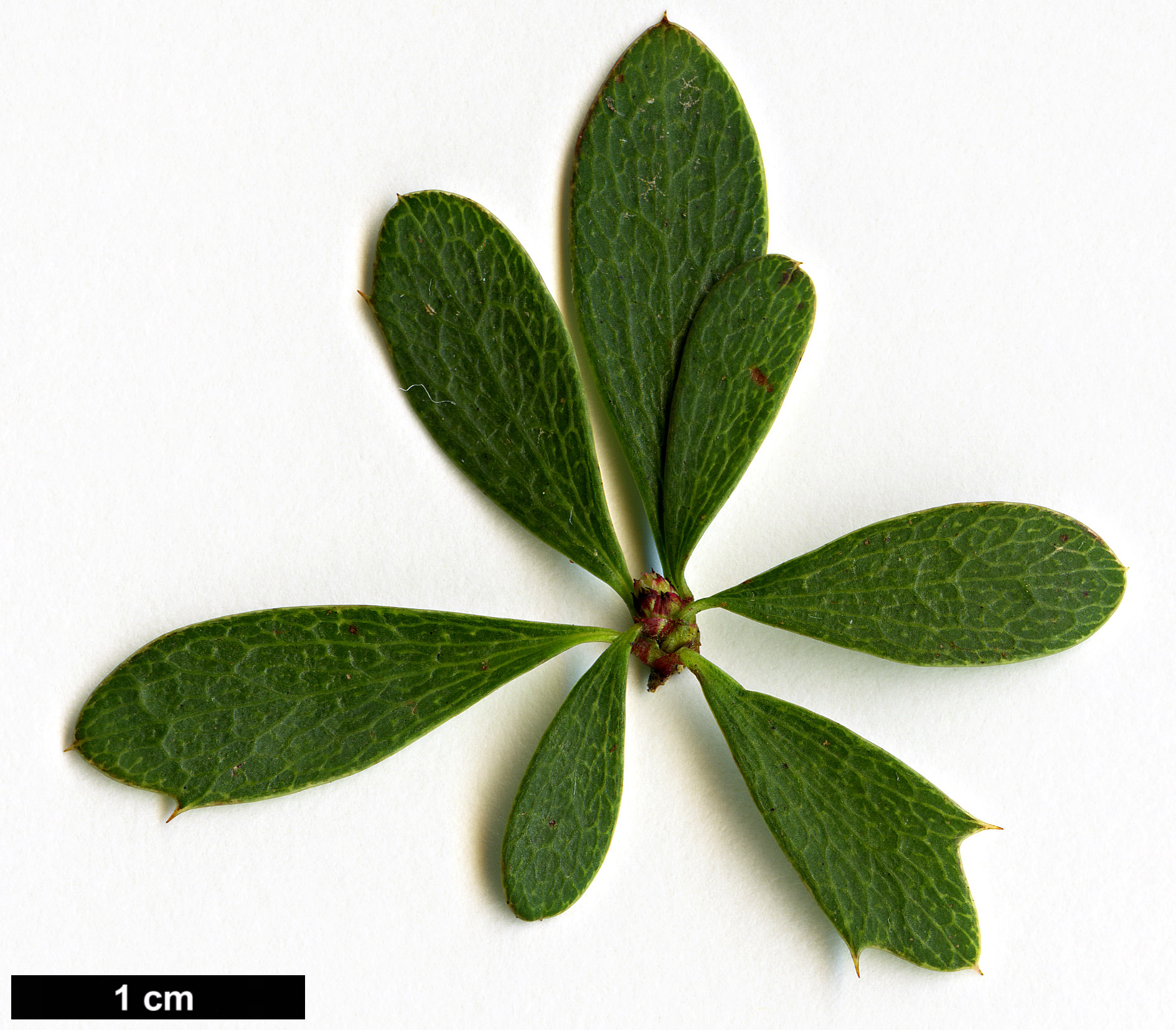 High resolution image: Family: Berberidaceae - Genus: Berberis - Taxon: wilsoniae