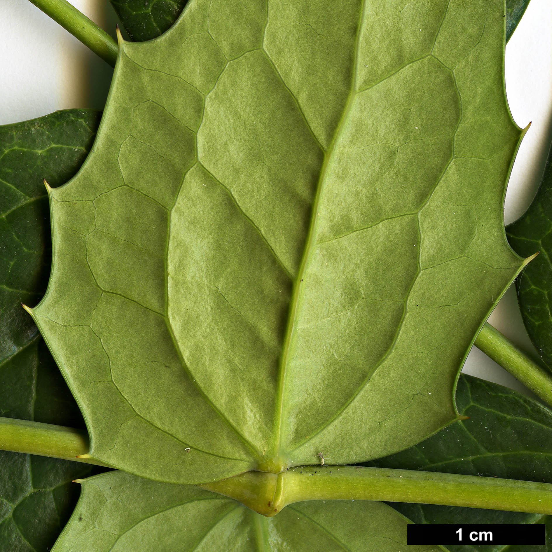 High resolution image: Family: Berberidaceae - Genus: Mahonia - Taxon: acanthifolia