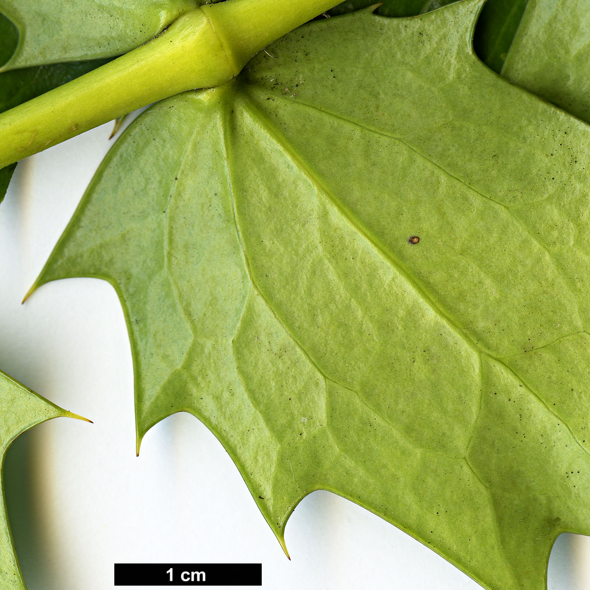High resolution image: Family: Berberidaceae - Genus: Mahonia - Taxon: acanthifolia
