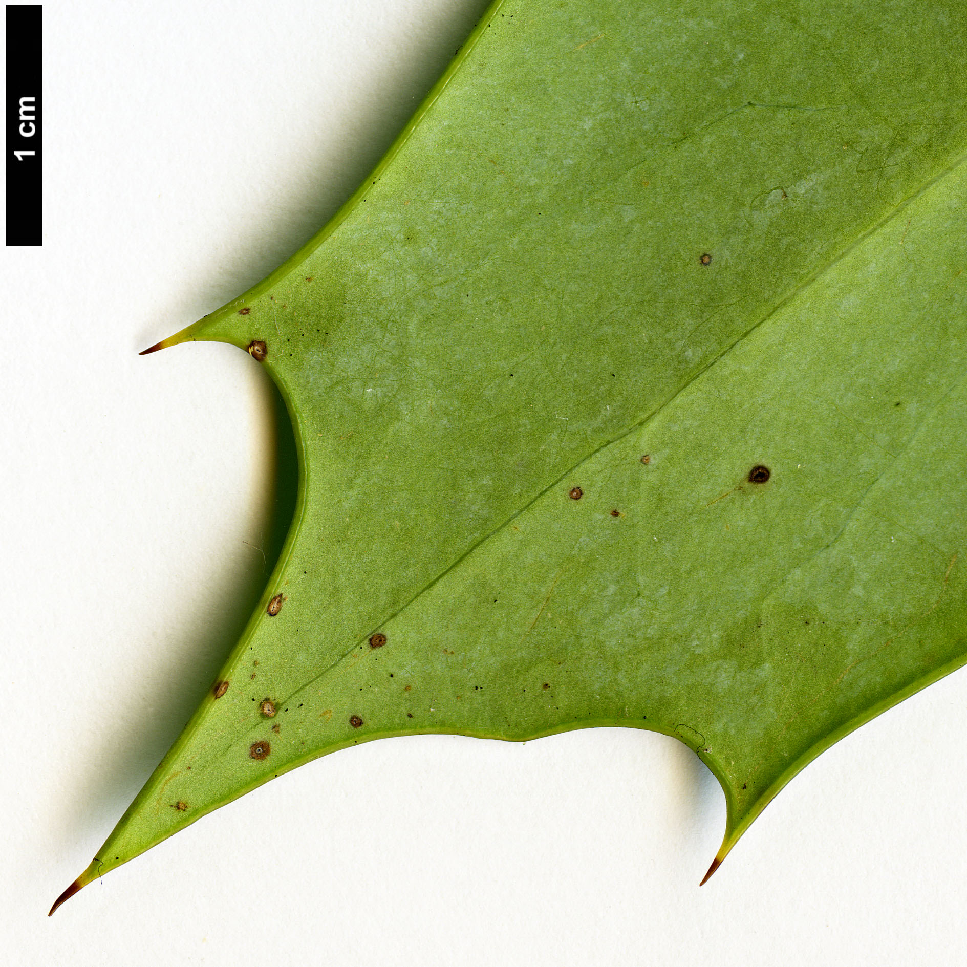 High resolution image: Family: Berberidaceae - Genus: Mahonia - Taxon: bealei