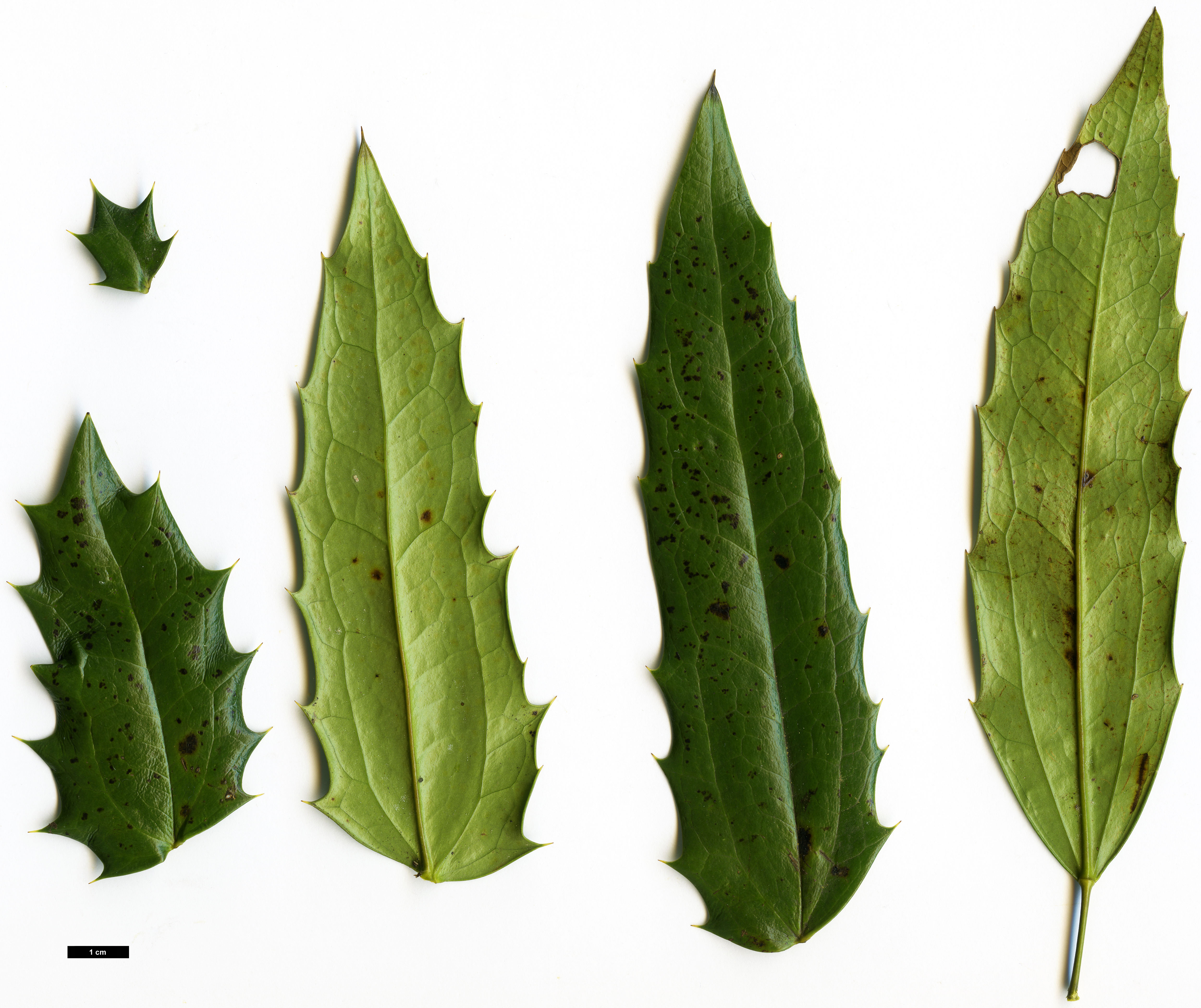 High resolution image: Family: Berberidaceae - Genus: Mahonia - Taxon: bodinieri