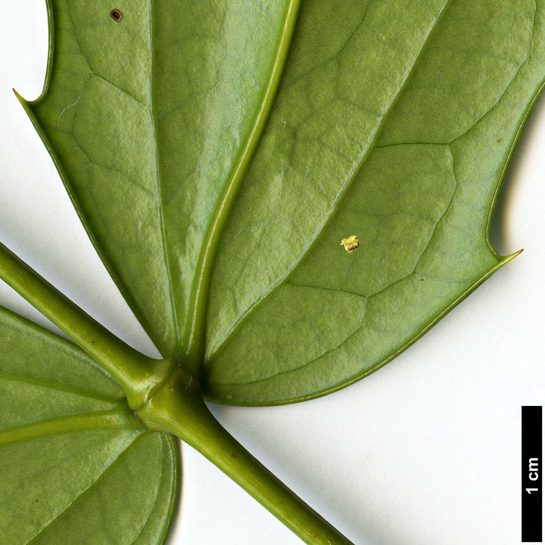 High resolution image: Family: Berberidaceae - Genus: Mahonia - Taxon: bodinieri