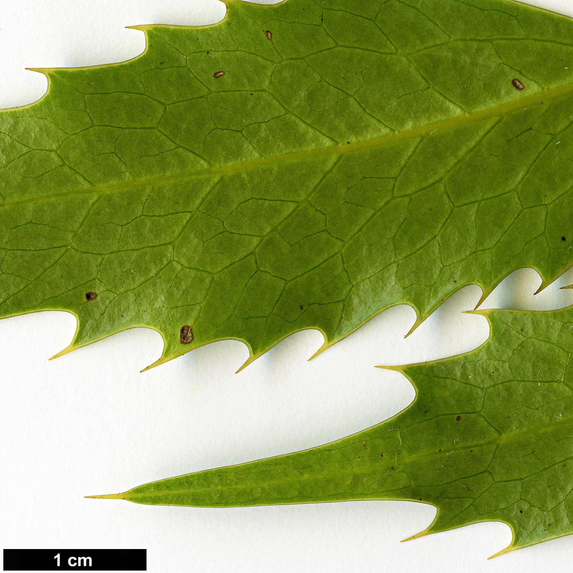 High resolution image: Family: Berberidaceae - Genus: Mahonia - Taxon: calamicaulis