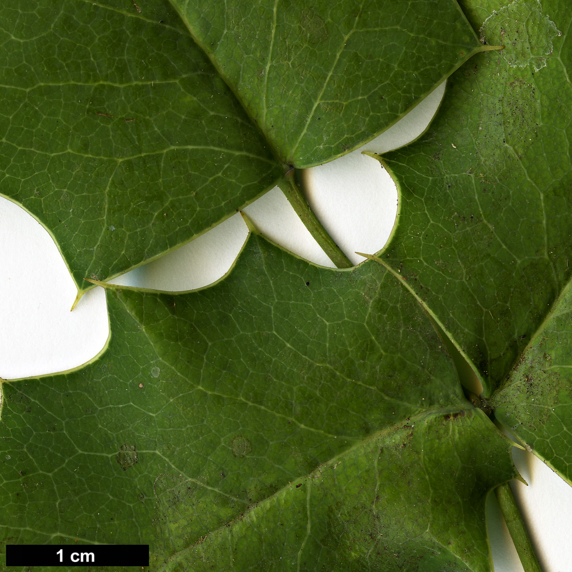 High resolution image: Family: Berberidaceae - Genus: Mahonia - Taxon: dictyota