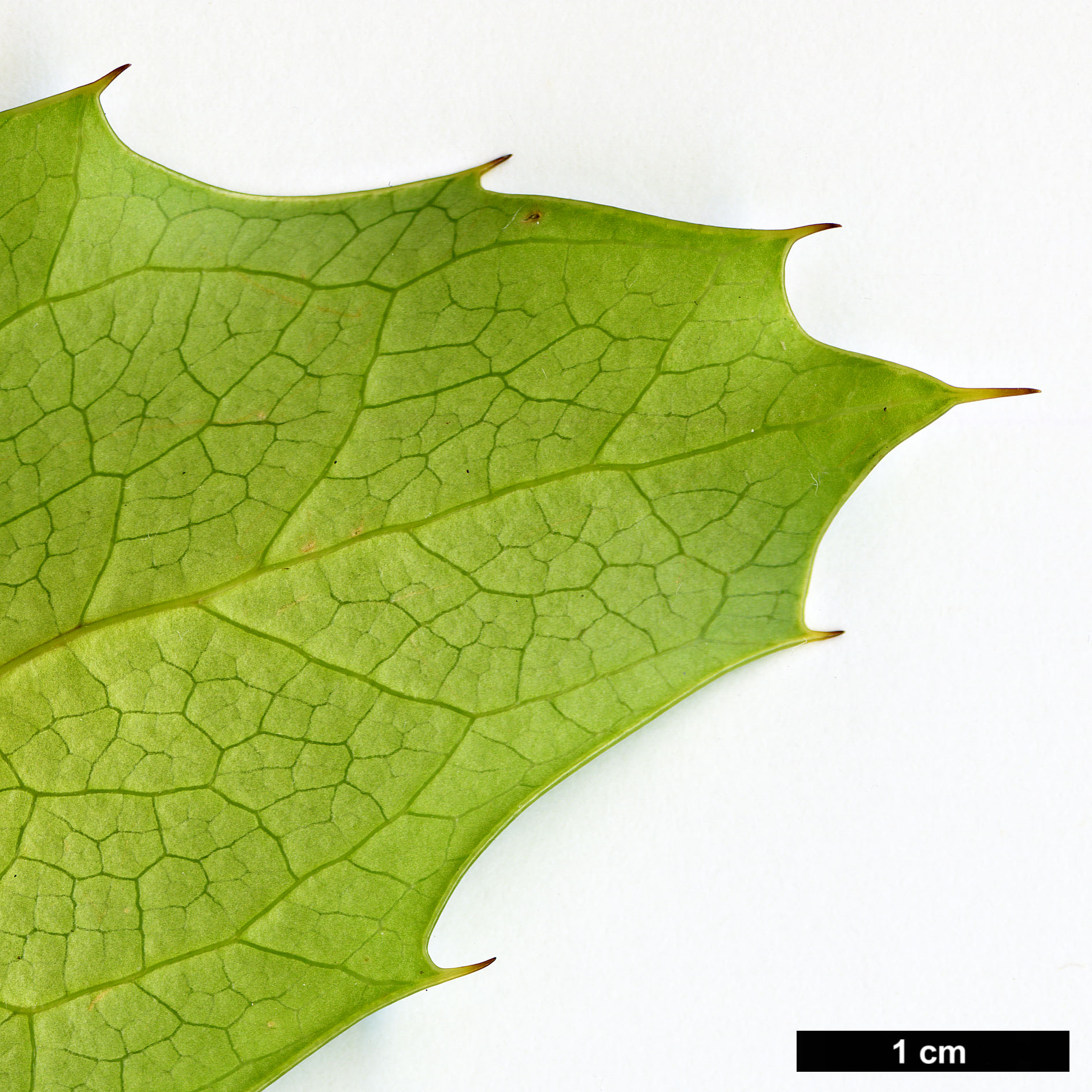 High resolution image: Family: Berberidaceae - Genus: Mahonia - Taxon: duclouxiana