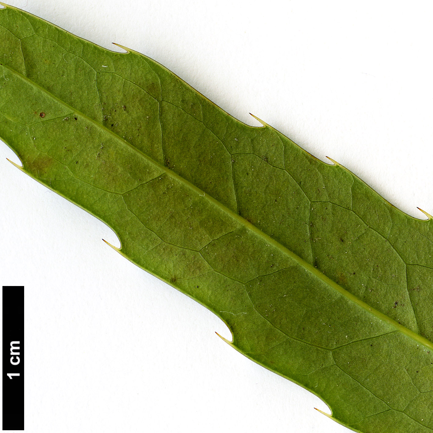 High resolution image: Family: Berberidaceae - Genus: Mahonia - Taxon: fortunei