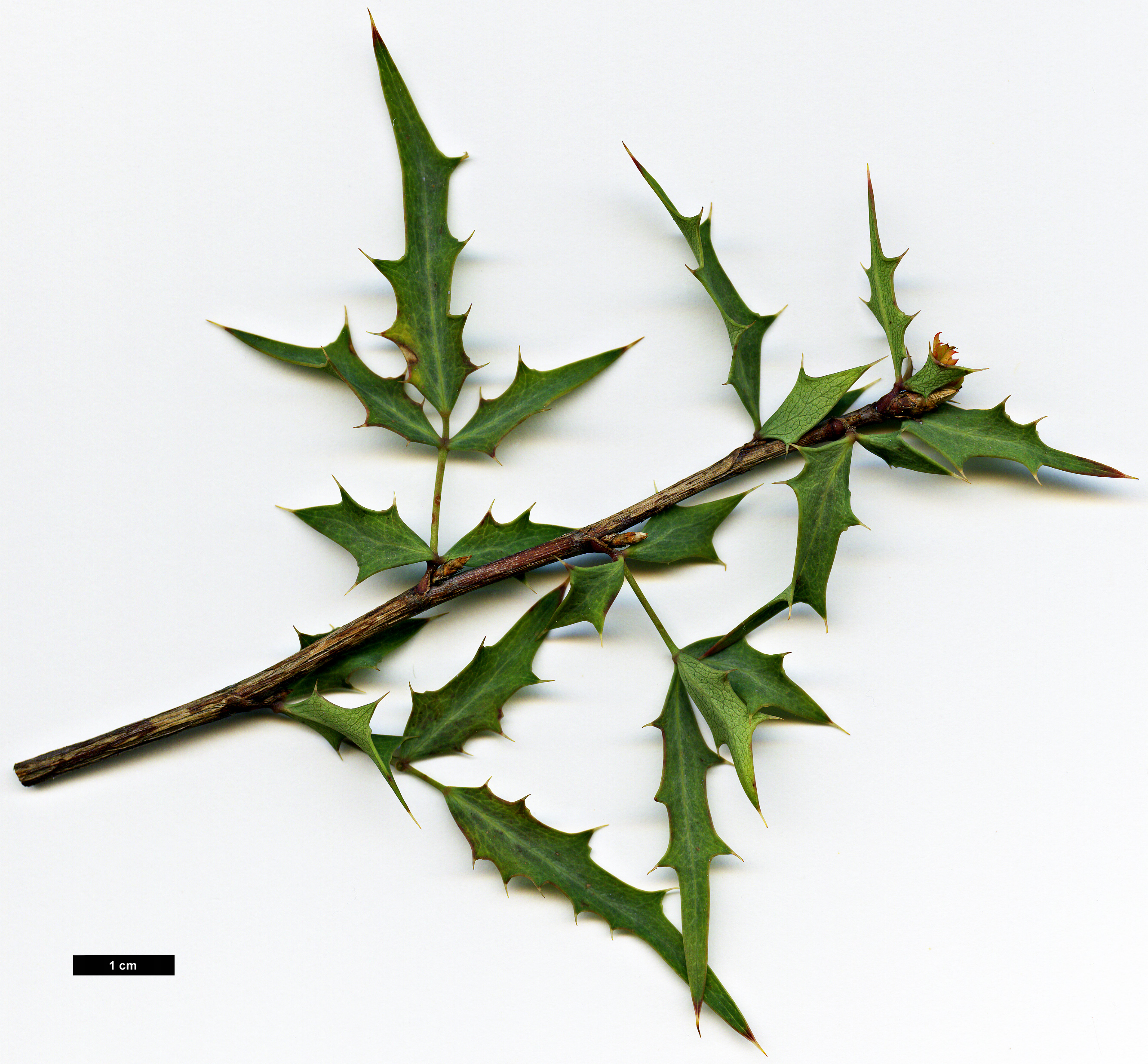 High resolution image: Family: Berberidaceae - Genus: Mahonia - Taxon: fremontii