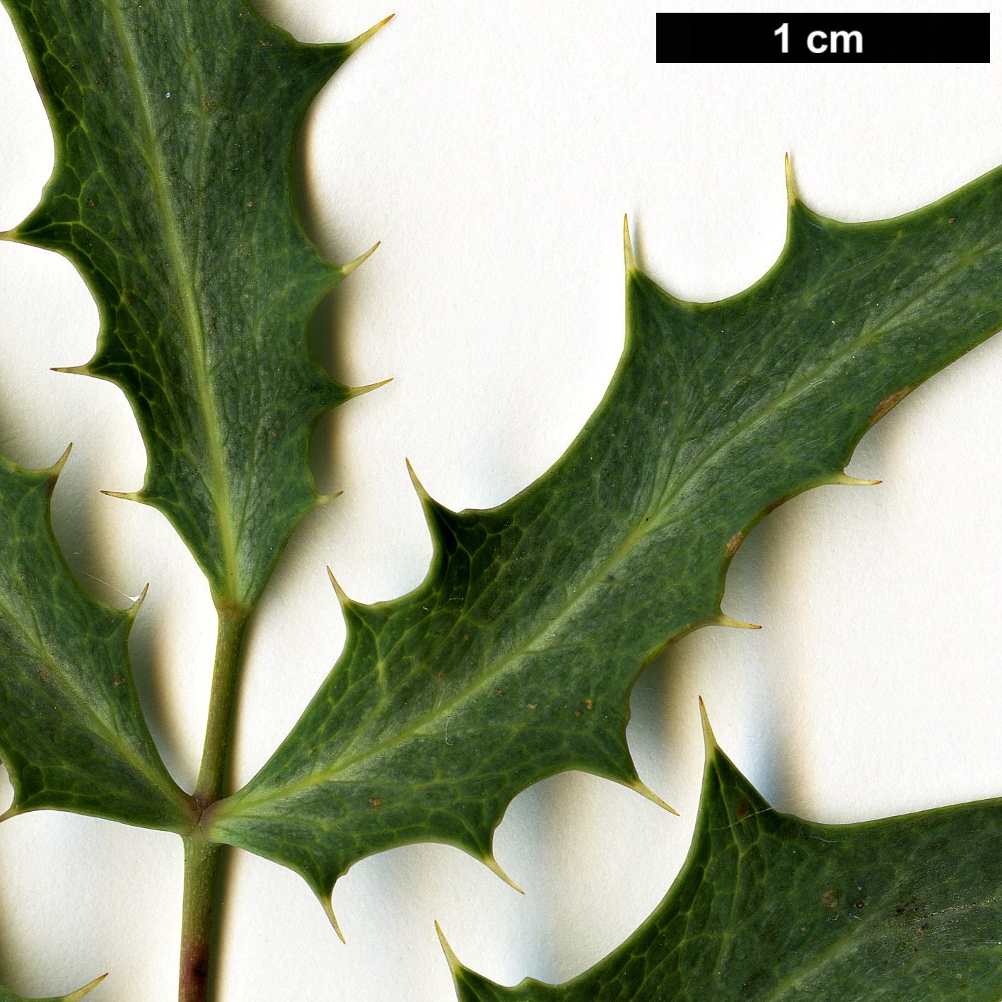 High resolution image: Family: Berberidaceae - Genus: Mahonia - Taxon: fremontii