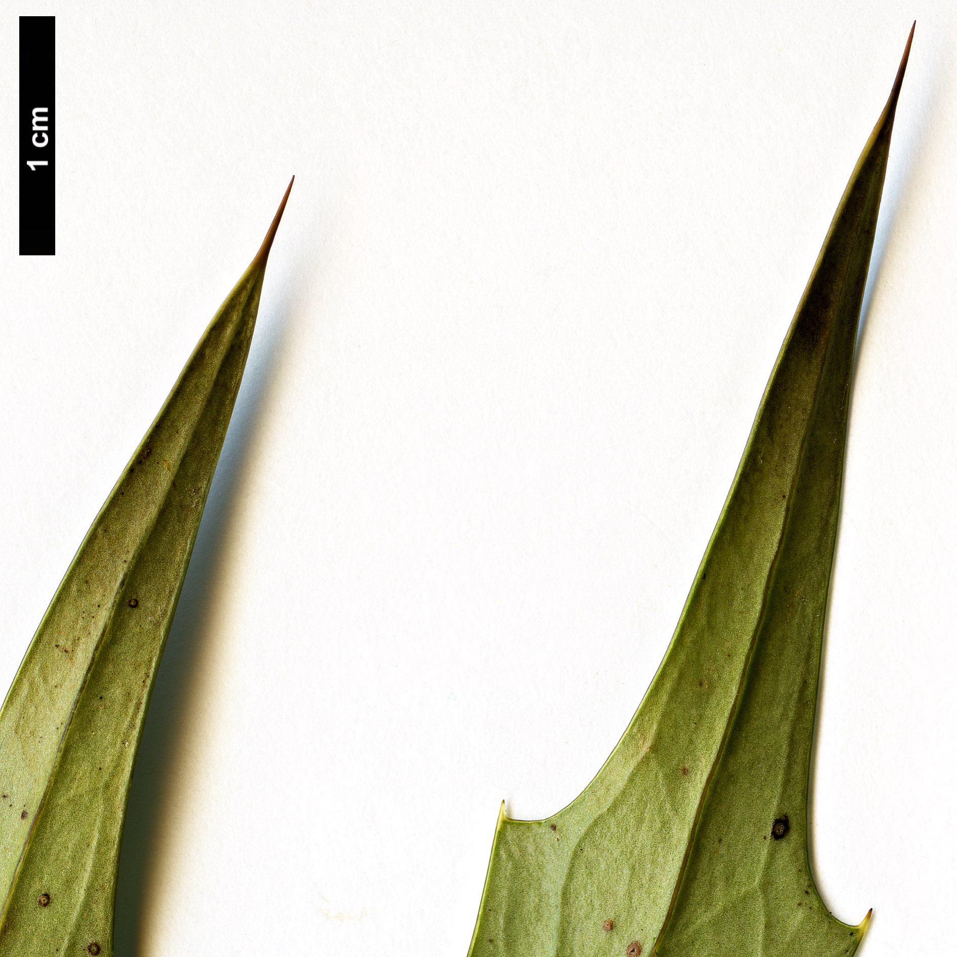 High resolution image: Family: Berberidaceae - Genus: Mahonia - Taxon: huiliensis