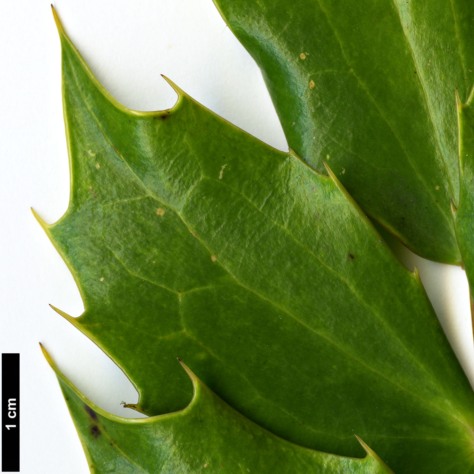 High resolution image: Family: Berberidaceae - Genus: Mahonia - Taxon: japonica