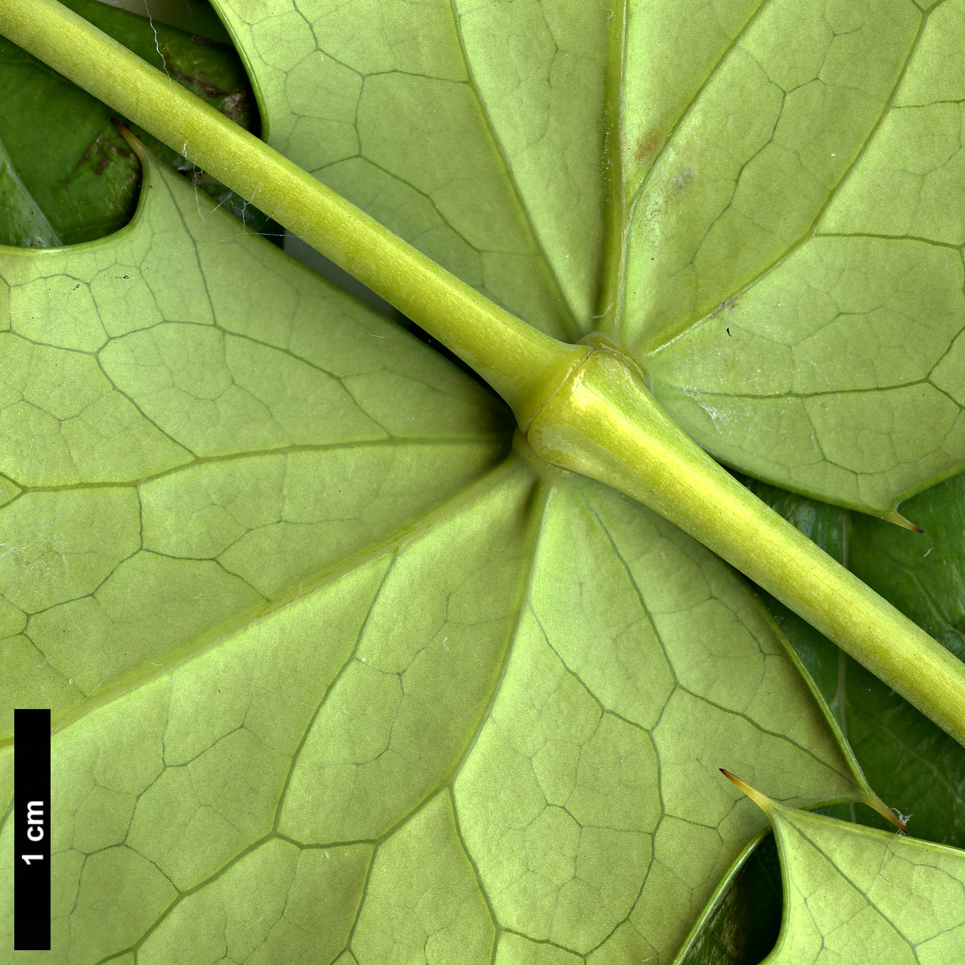 High resolution image: Family: Berberidaceae - Genus: Mahonia - Taxon: klossii