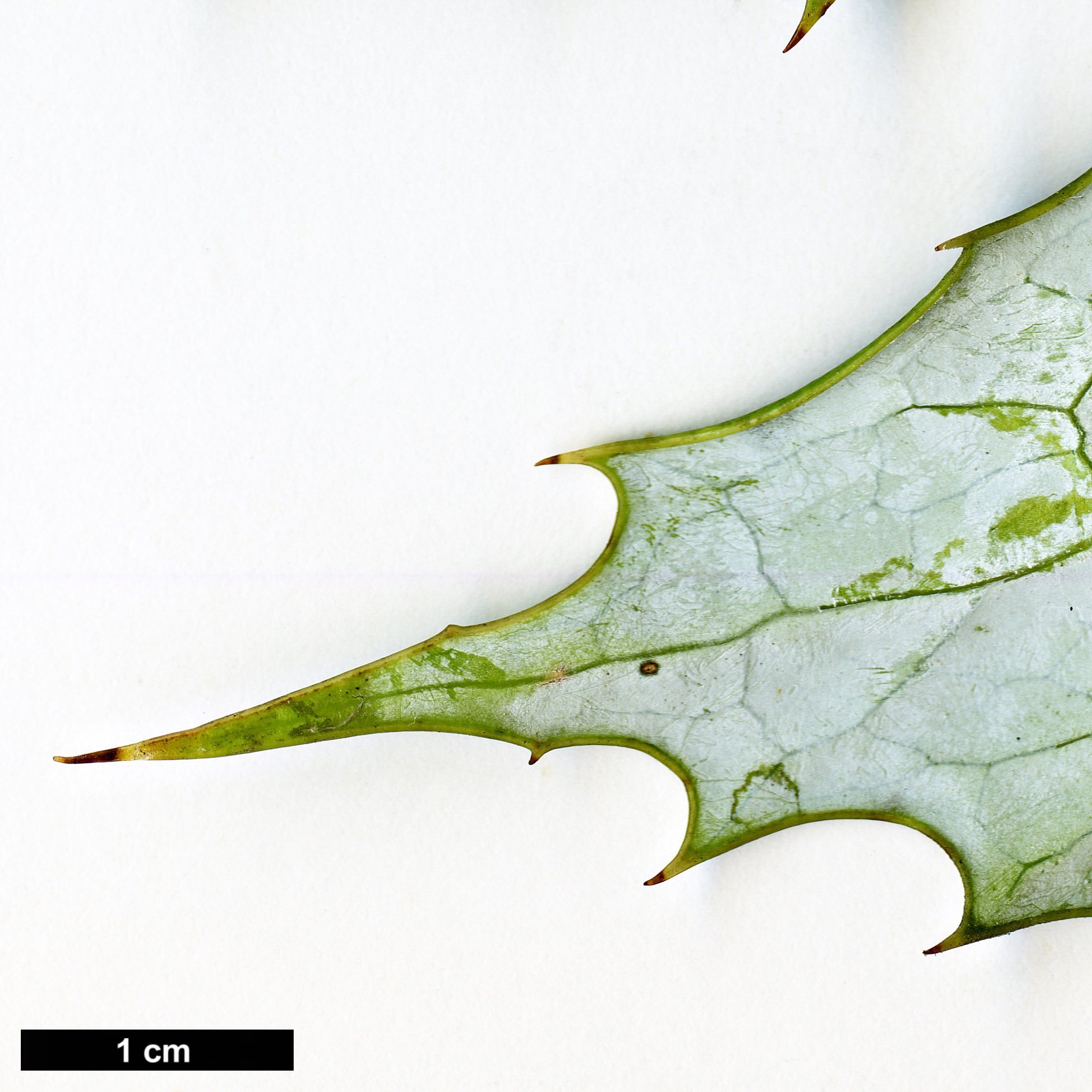 High resolution image: Family: Berberidaceae - Genus: Mahonia - Taxon: lancasteri