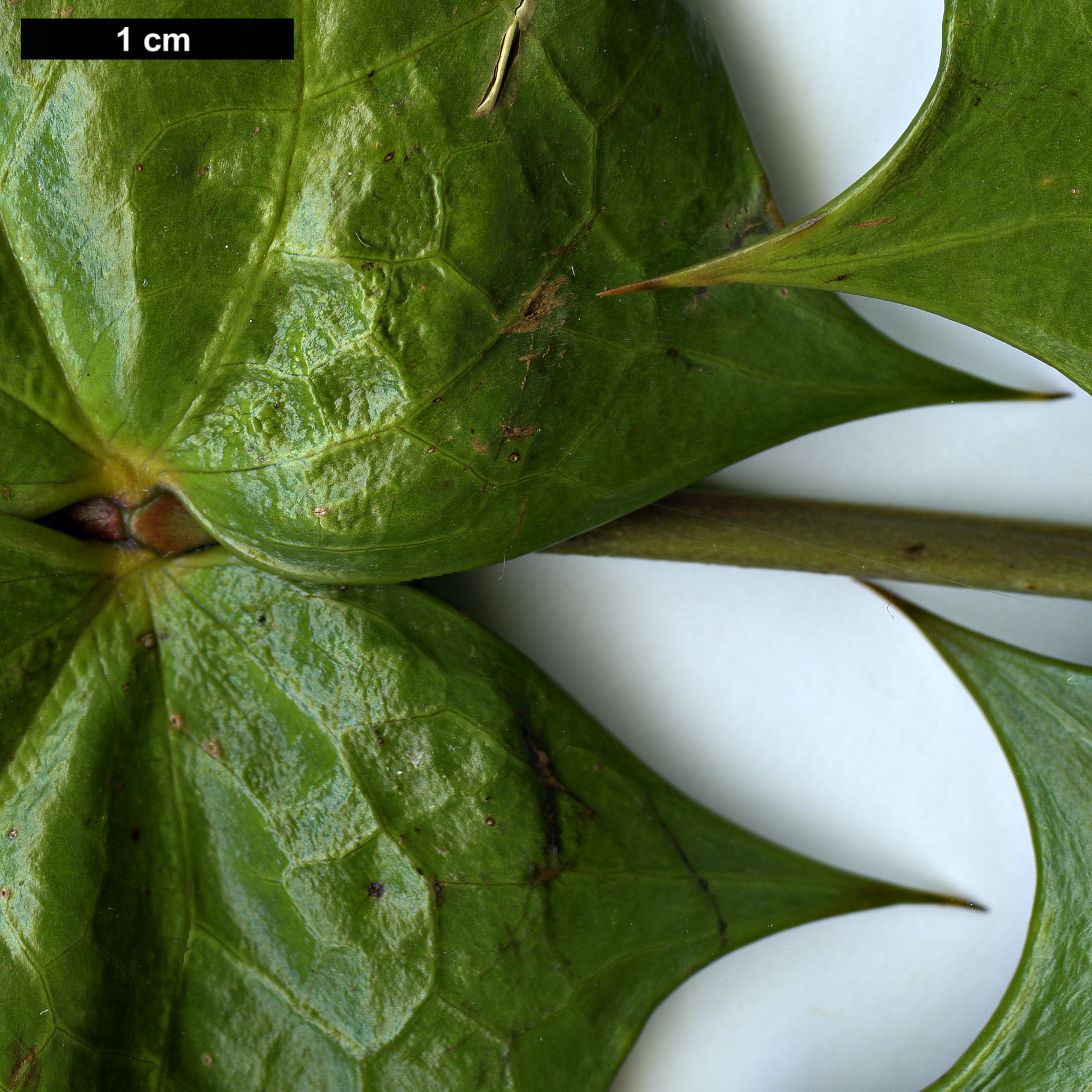 High resolution image: Family: Berberidaceae - Genus: Mahonia - Taxon: leveilleana
