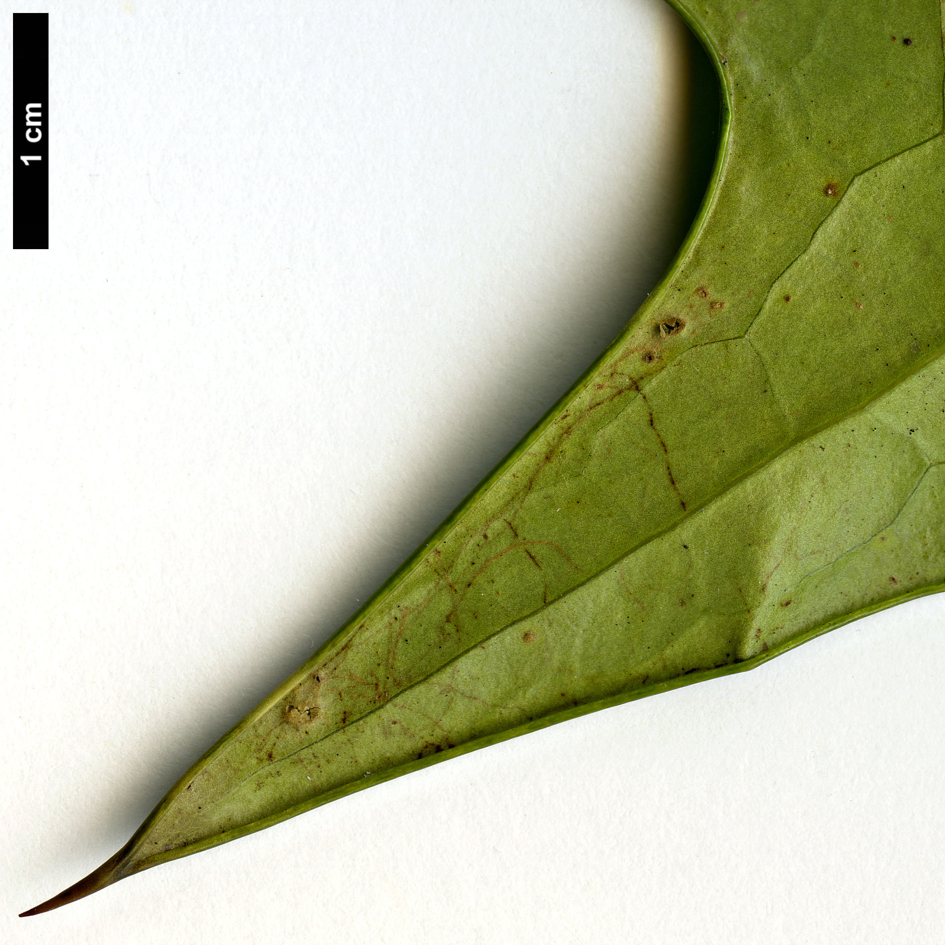 High resolution image: Family: Berberidaceae - Genus: Mahonia - Taxon: leveilleana