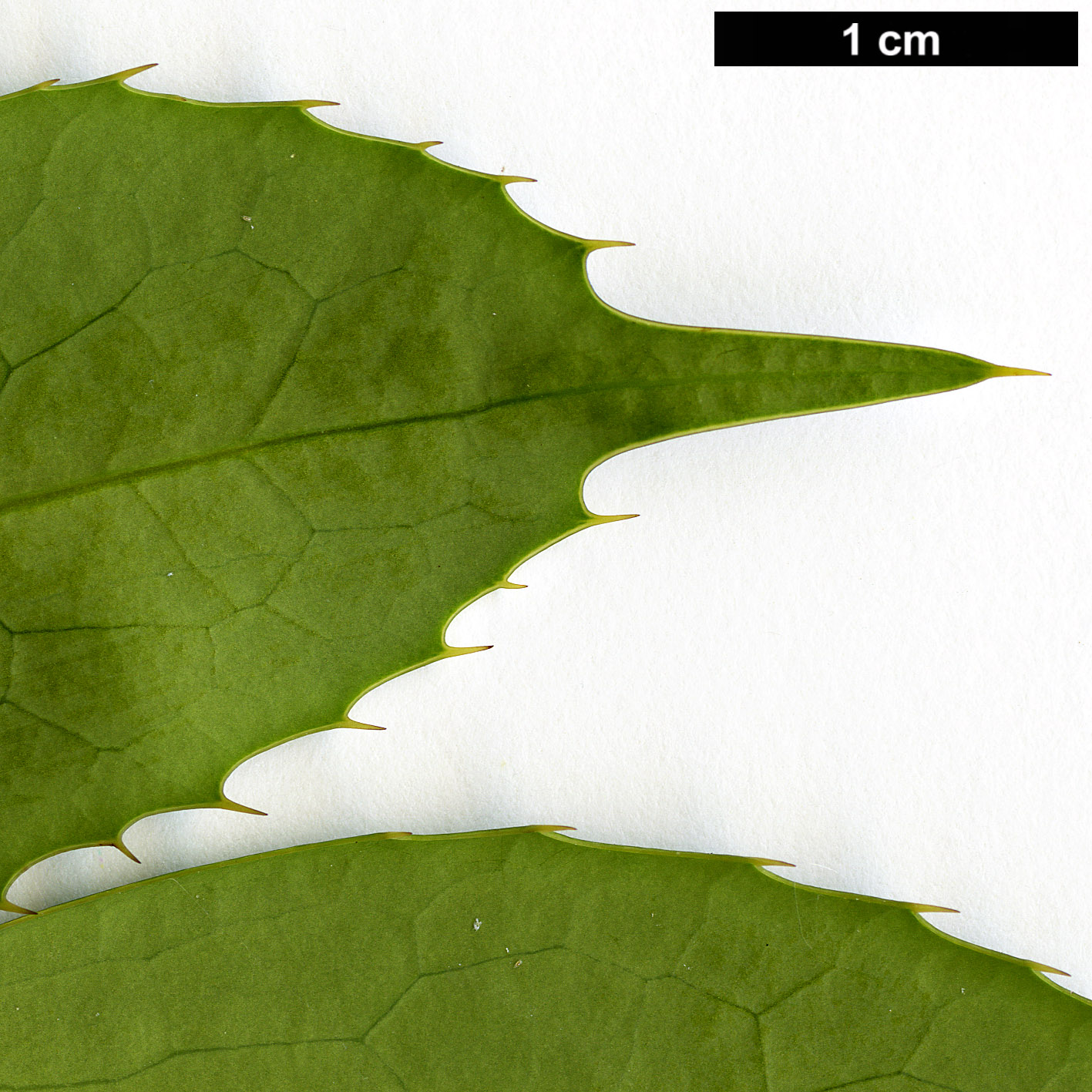 High resolution image: Family: Berberidaceae - Genus: Mahonia - Taxon: lushuiensis
