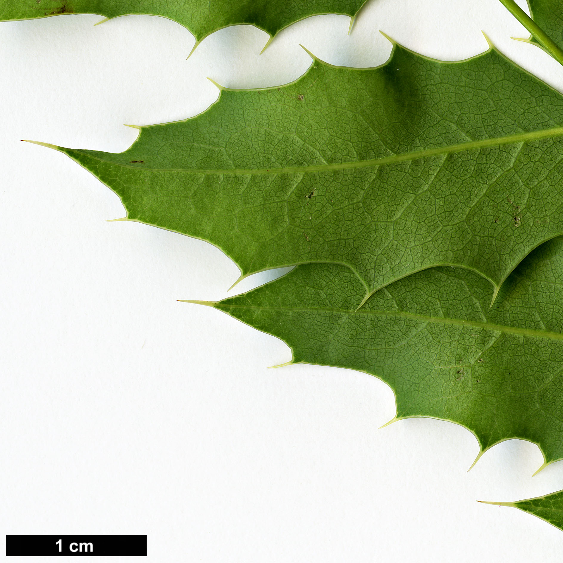 High resolution image: Family: Berberidaceae - Genus: Mahonia - Taxon: moranensis