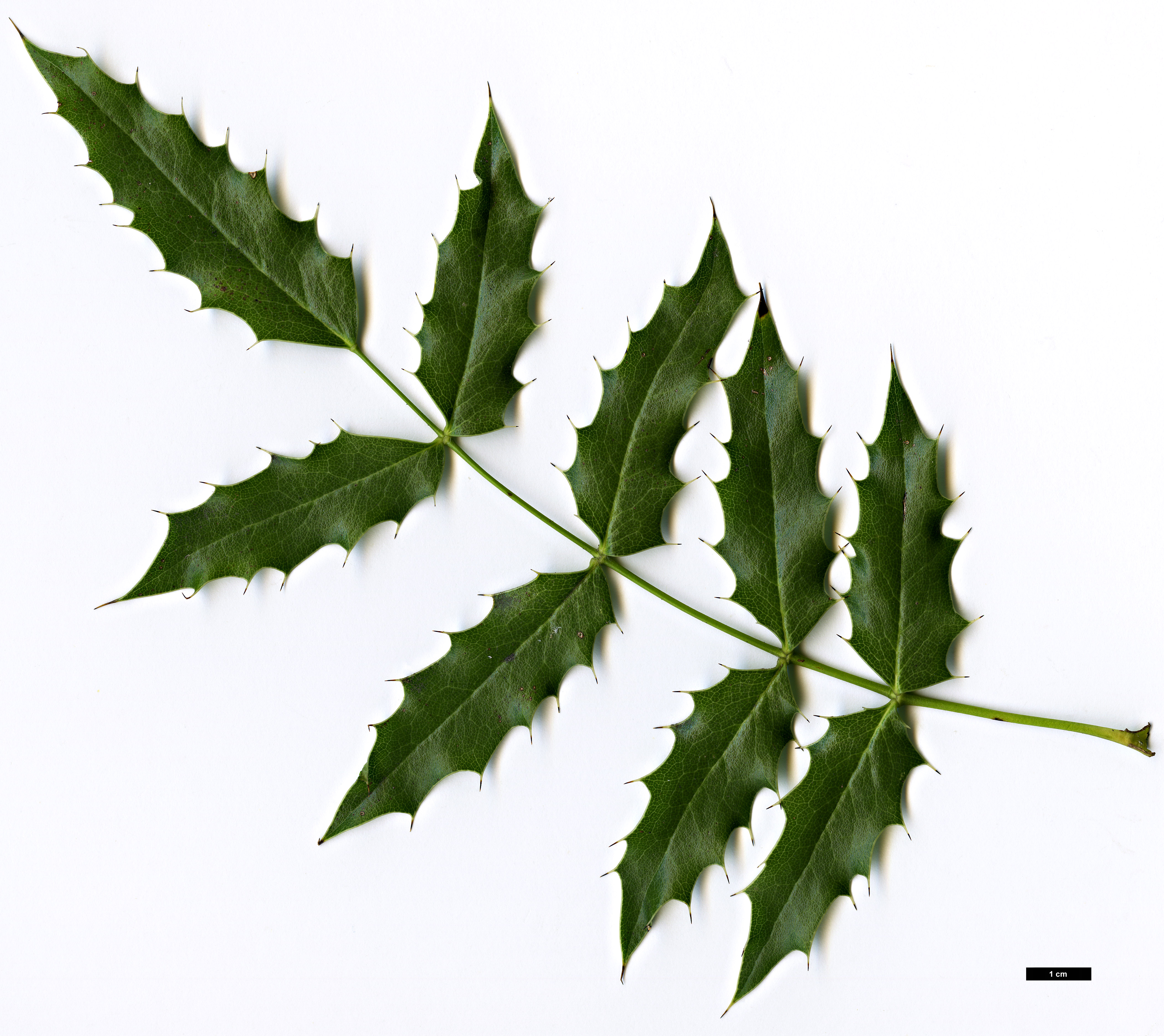 High resolution image: Family: Berberidaceae - Genus: Mahonia - Taxon: moranensis