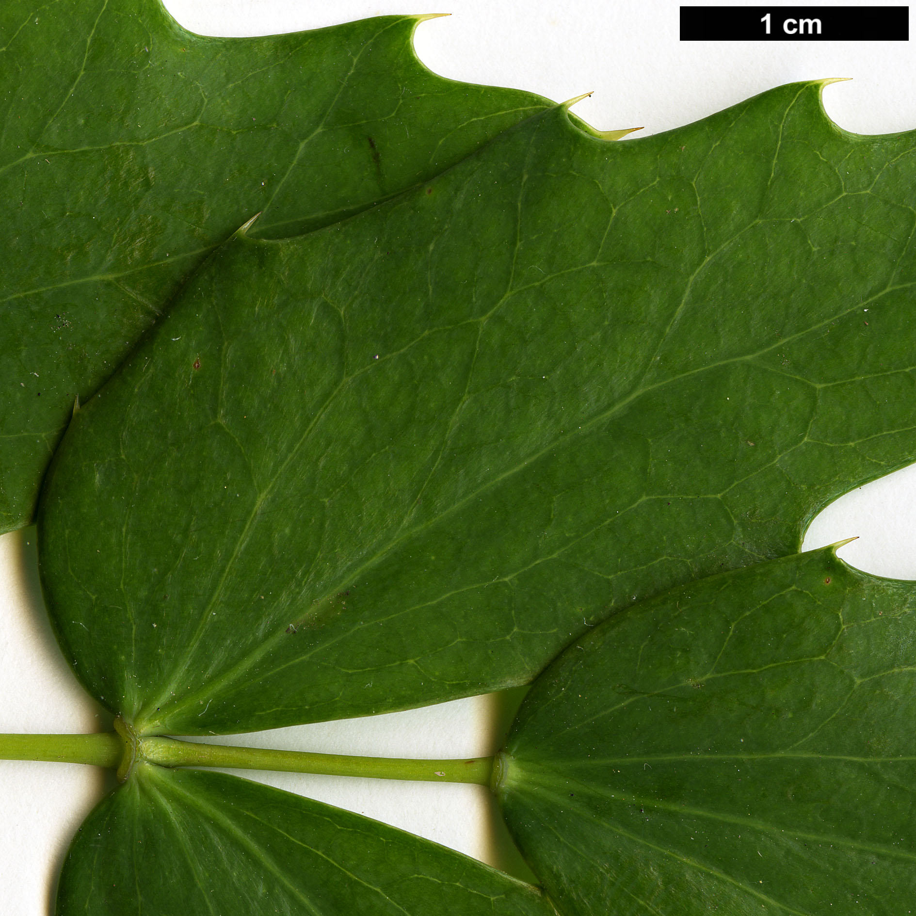 High resolution image: Family: Berberidaceae - Genus: Mahonia - Taxon: nervosa