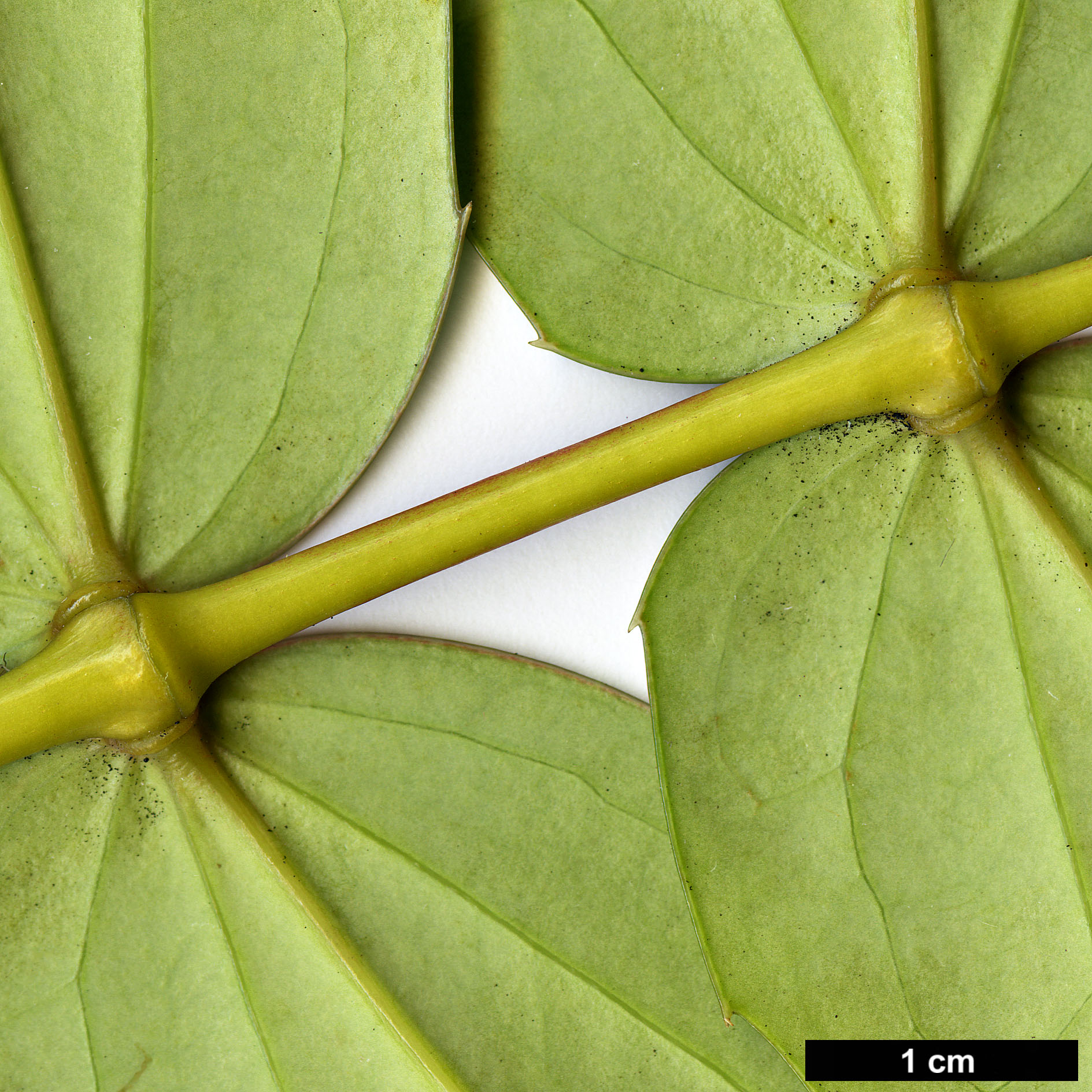 High resolution image: Family: Berberidaceae - Genus: Mahonia - Taxon: ogisui